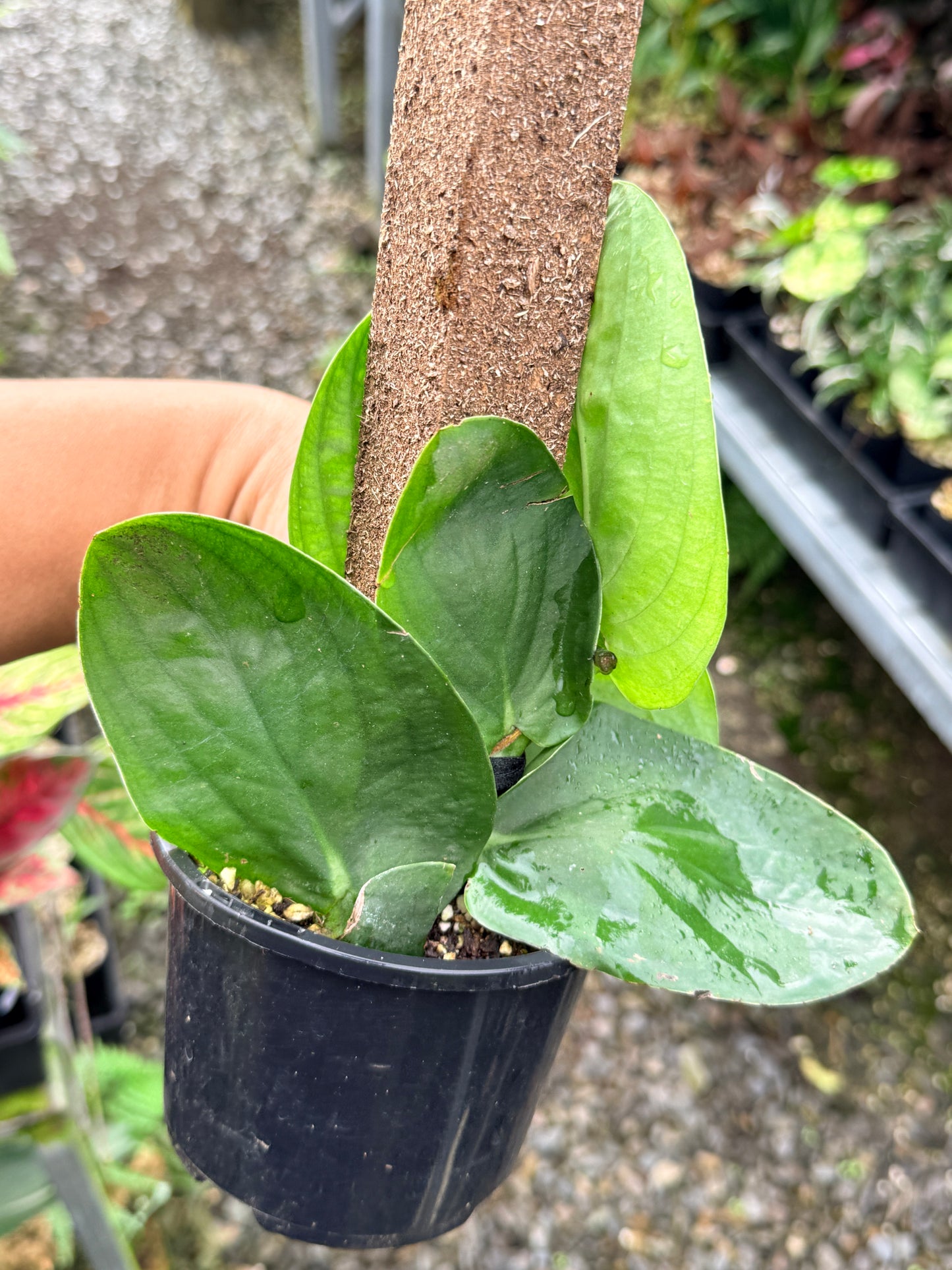 Rhaphidophora korthalsii K49