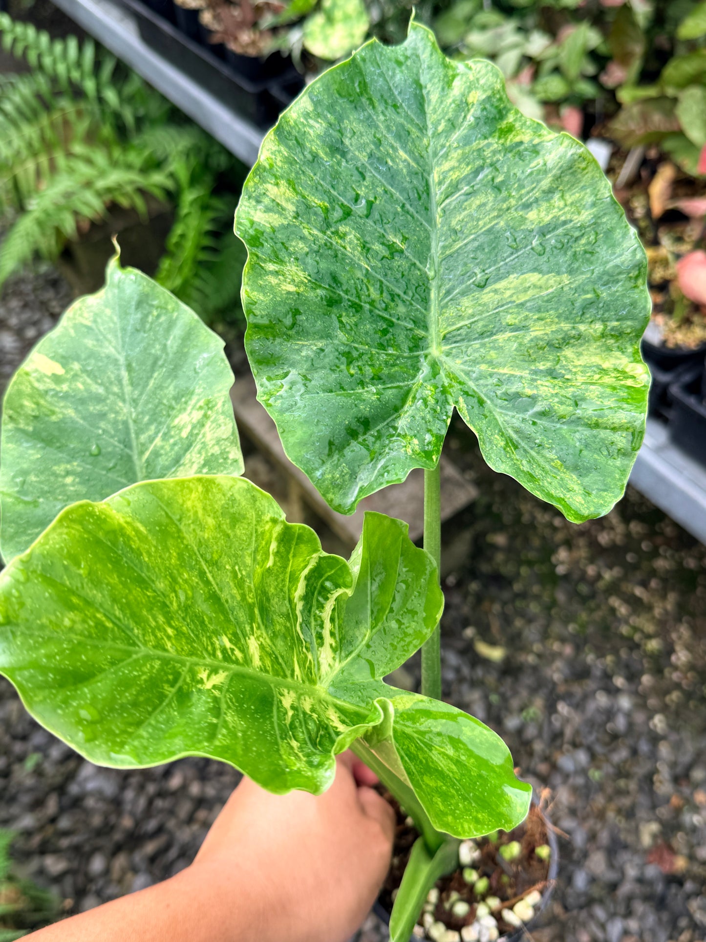 Alocasia gageana 'Aurea Variegated' - Large N60