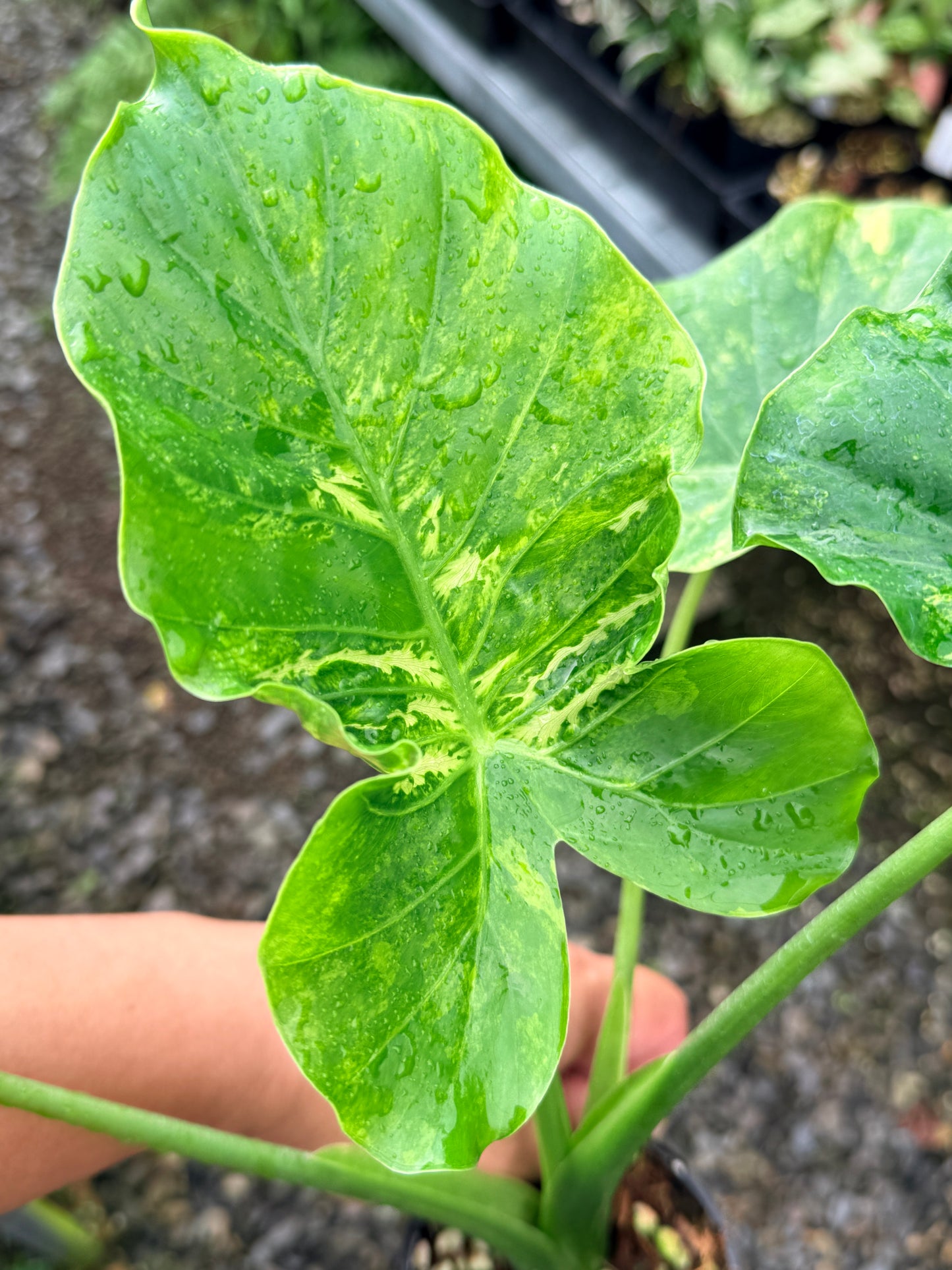 Alocasia gageana 'Aurea Variegated' - Large N60