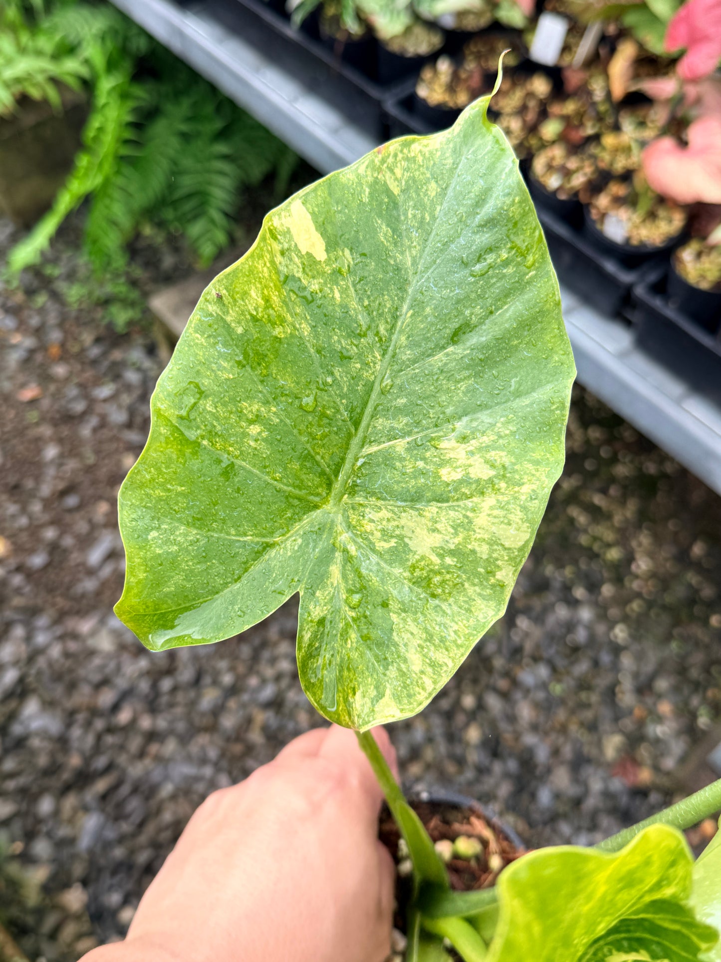 Alocasia gageana 'Aurea Variegated' - Large N60