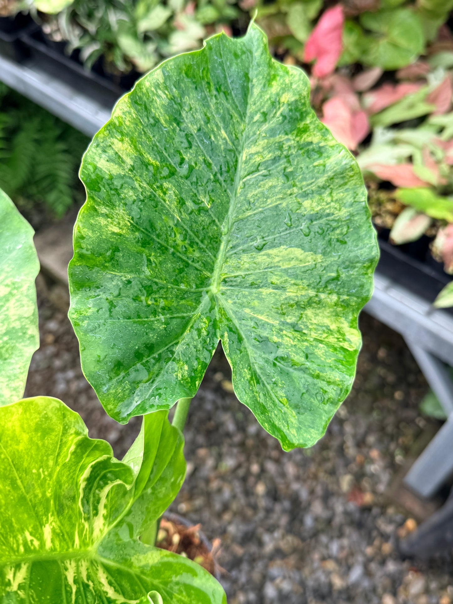 Alocasia gageana 'Aurea Variegated' - Large N60