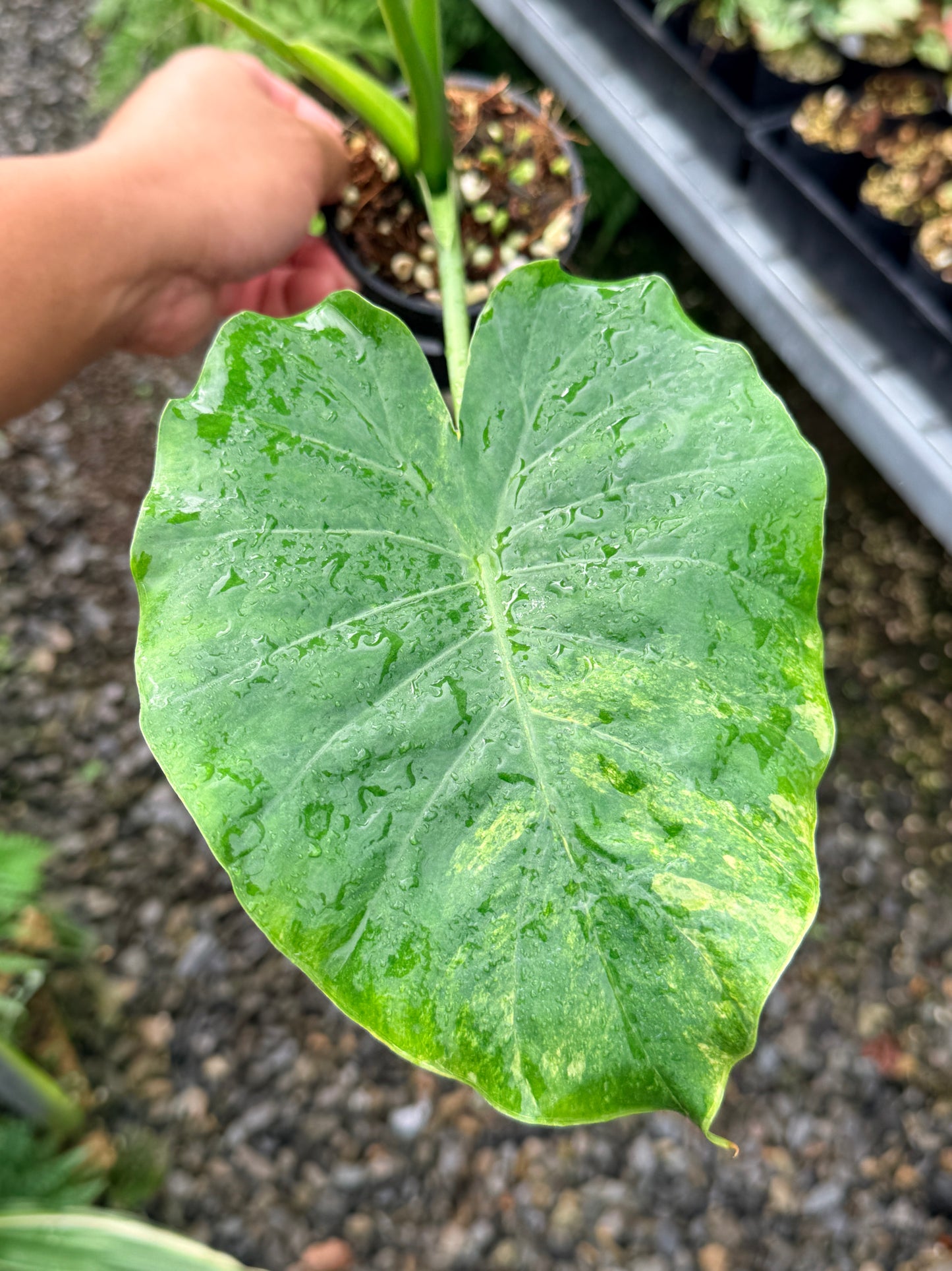 Alocasia gageana 'Aurea Variegated' - Large N60