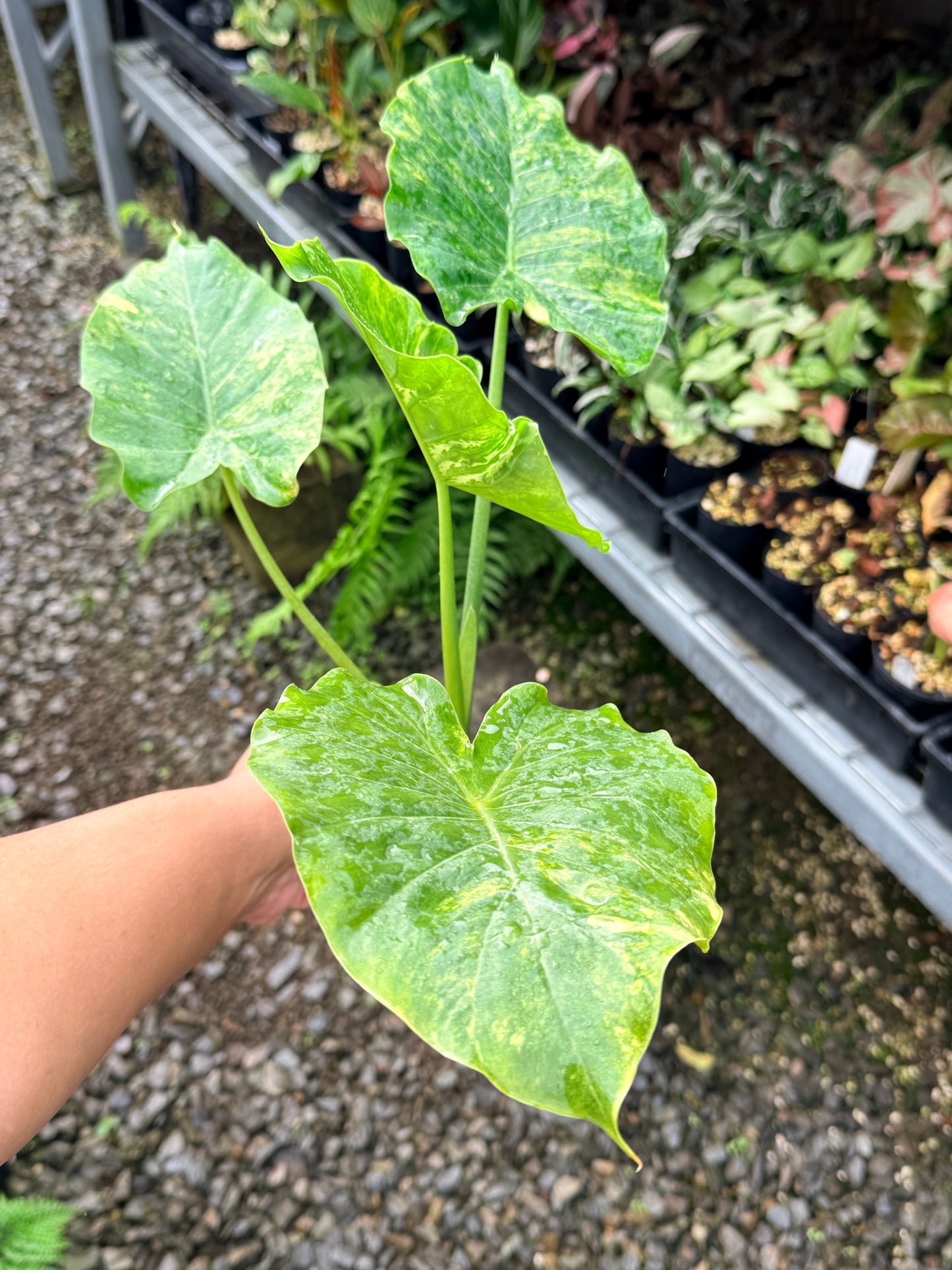 Alocasia gageana 'Aurea Variegated' - Large N60