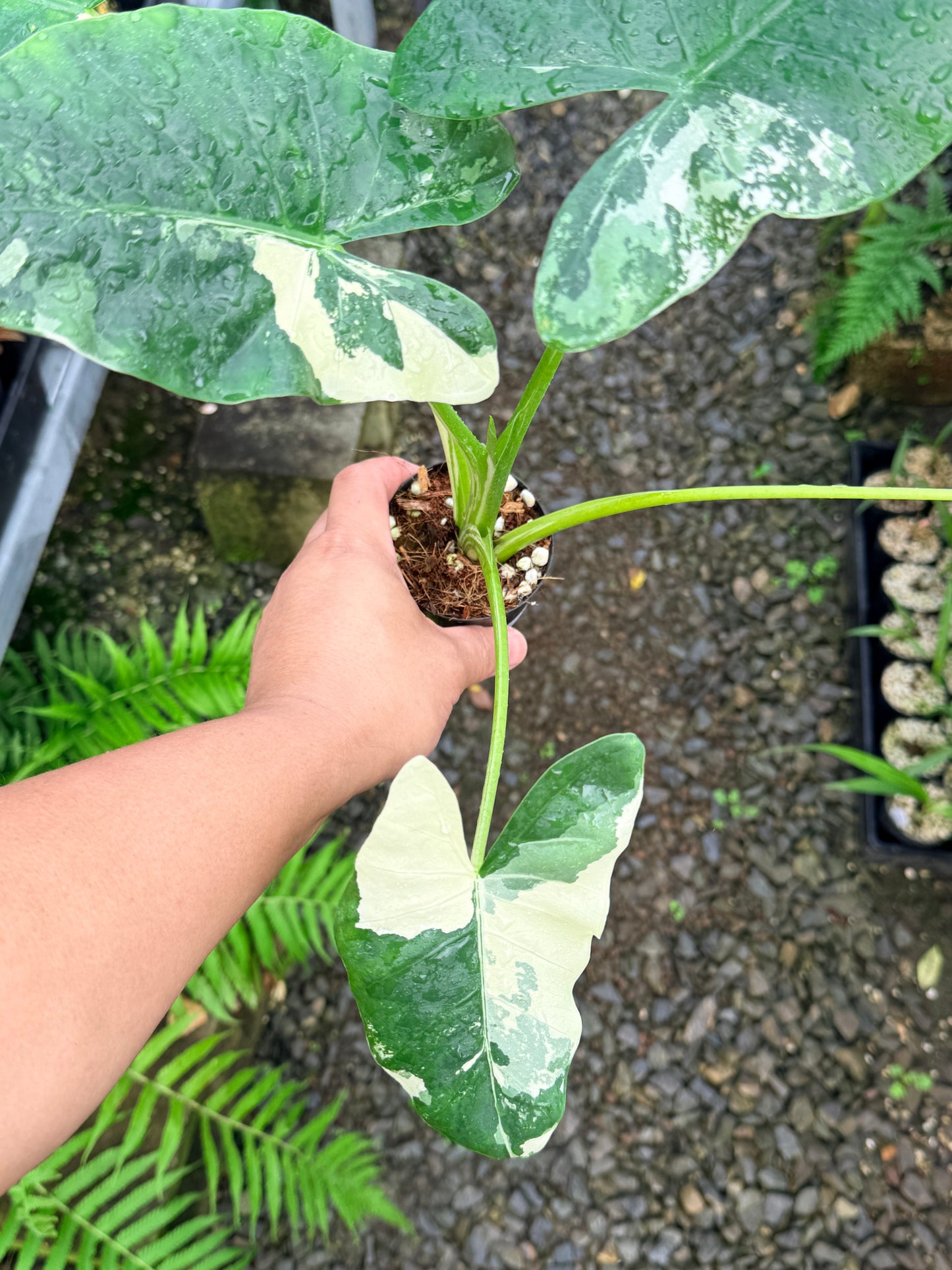 Alocasia macrorrhiza variegata 'Variegated Elephant Ears' - Large N57