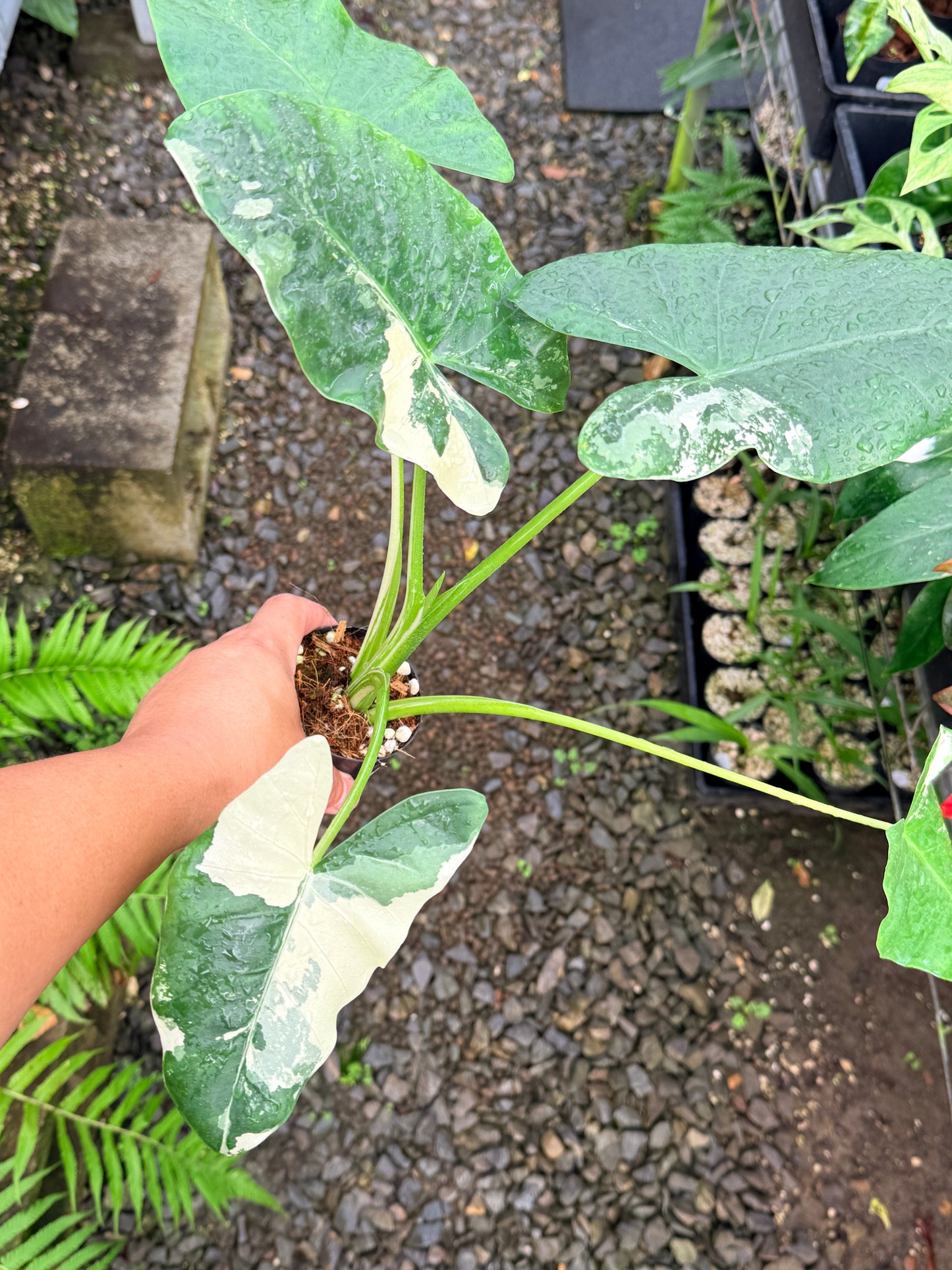 Alocasia macrorrhiza variegata 'Variegated Elephant Ears' - Large N57