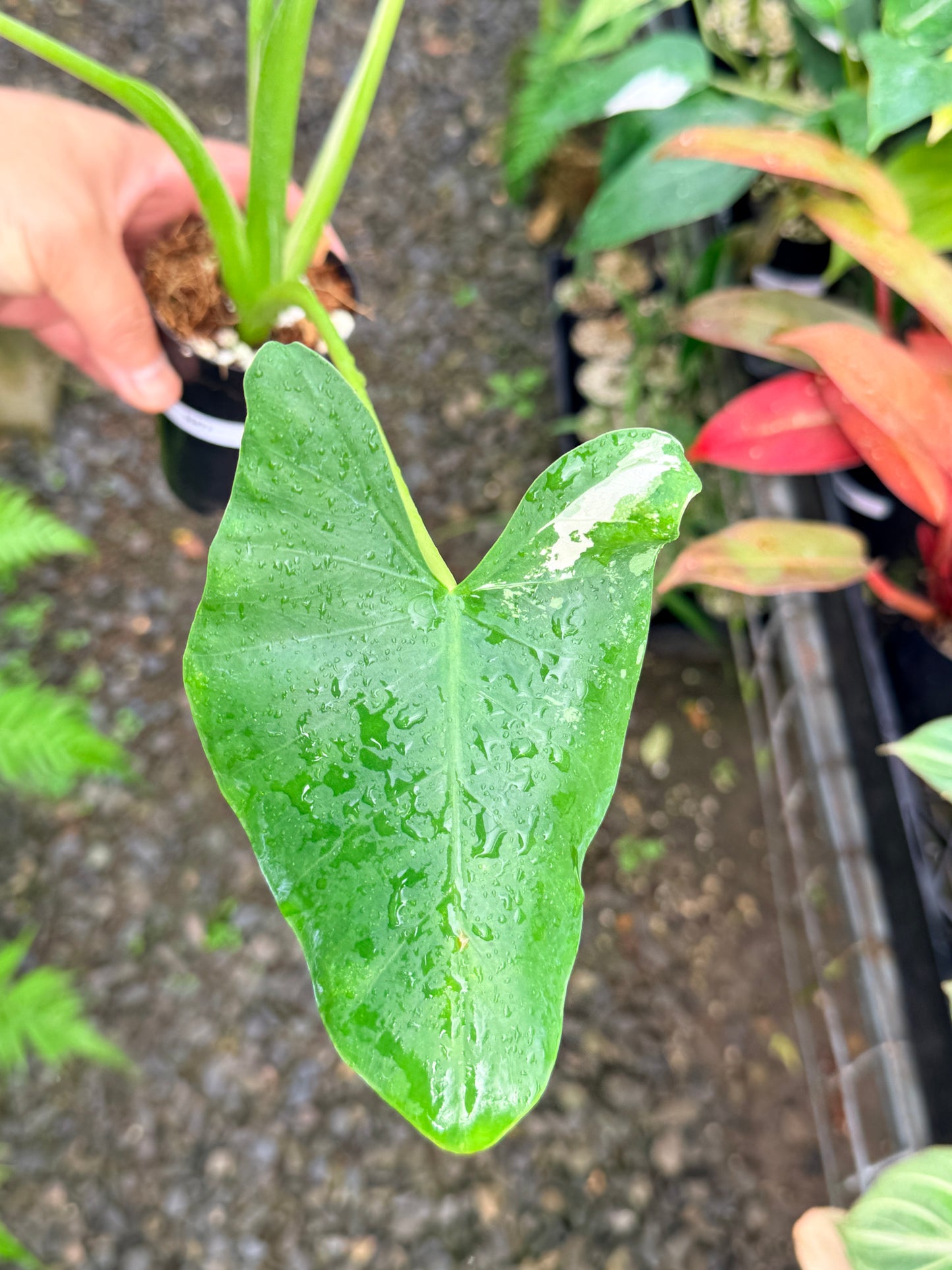 Alocasia macrorrhiza variegata 'Variegated Elephant Ears' - Large N57