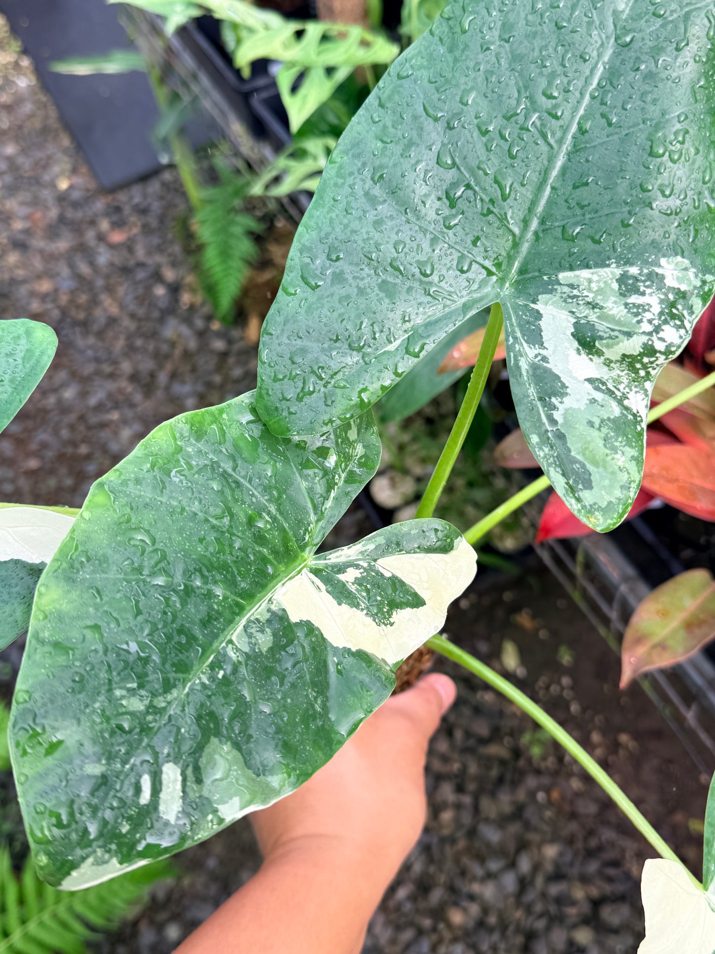 Alocasia macrorrhiza variegata 'Variegated Elephant Ears' - Large N57