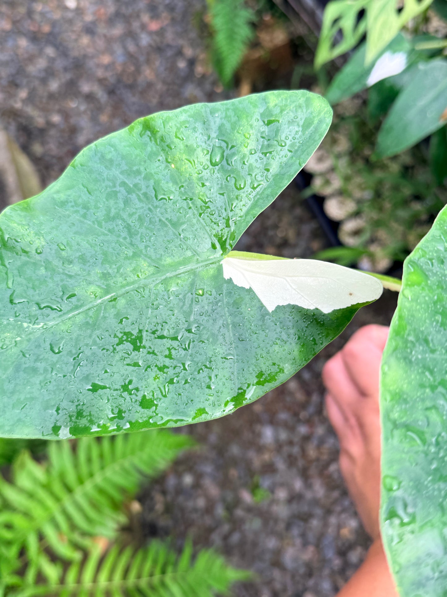 Alocasia macrorrhiza variegata 'Variegated Elephant Ears' - Large N57