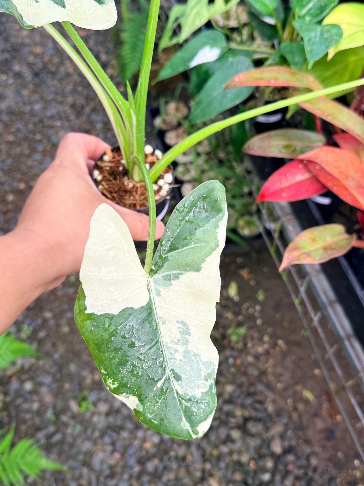 Alocasia macrorrhiza variegata 'Variegated Elephant Ears' - Large N57