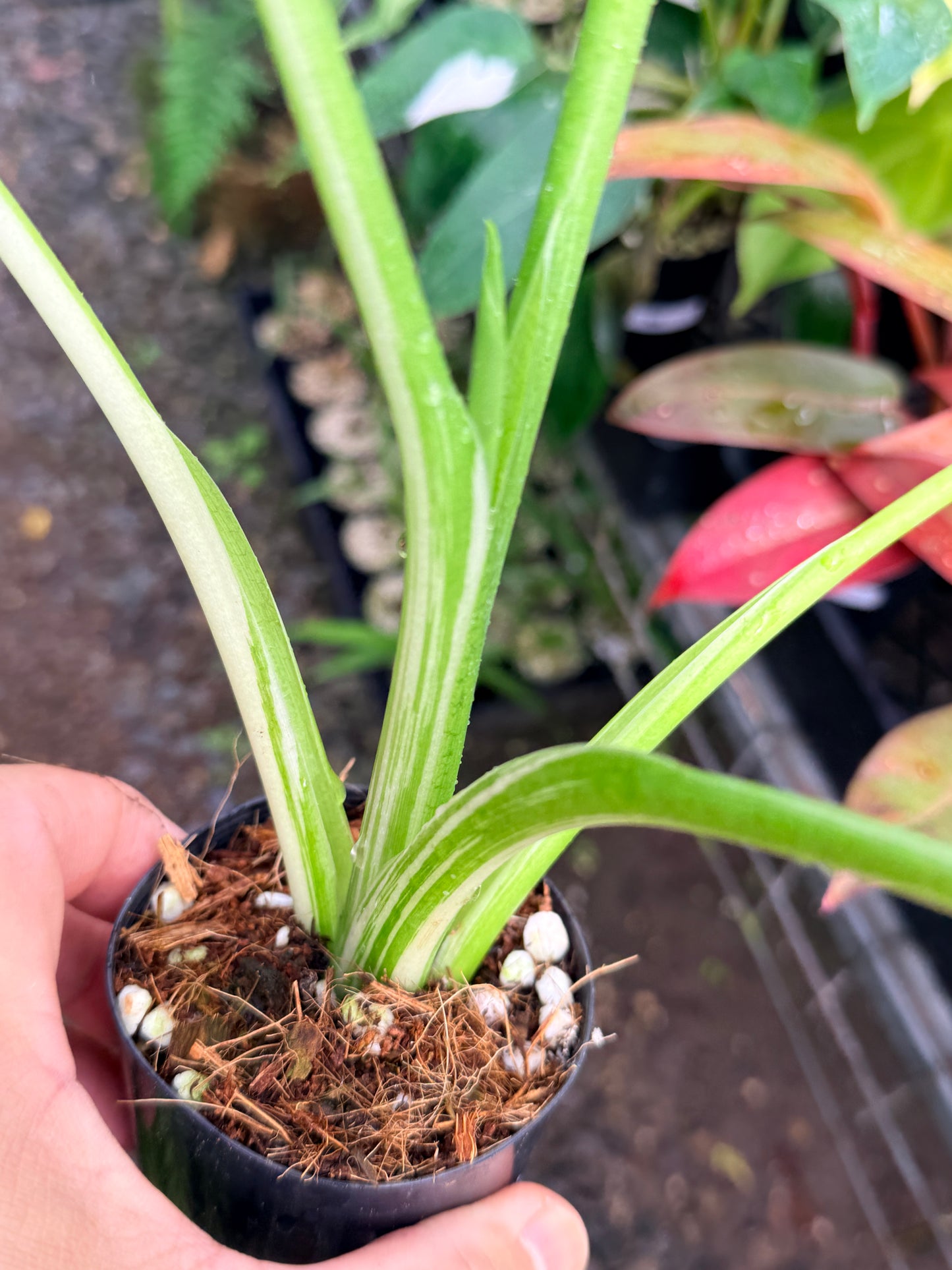 Alocasia macrorrhiza variegata 'Variegated Elephant Ears' - Large N57