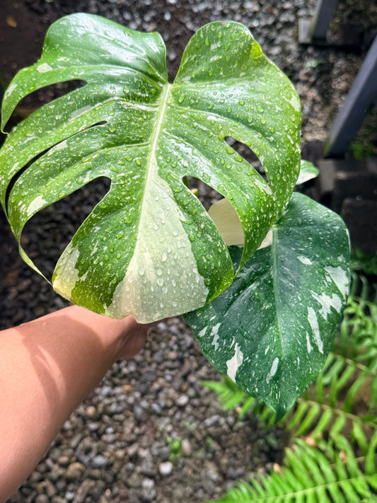 Monstera Thai Constellation - Great Variegation N35