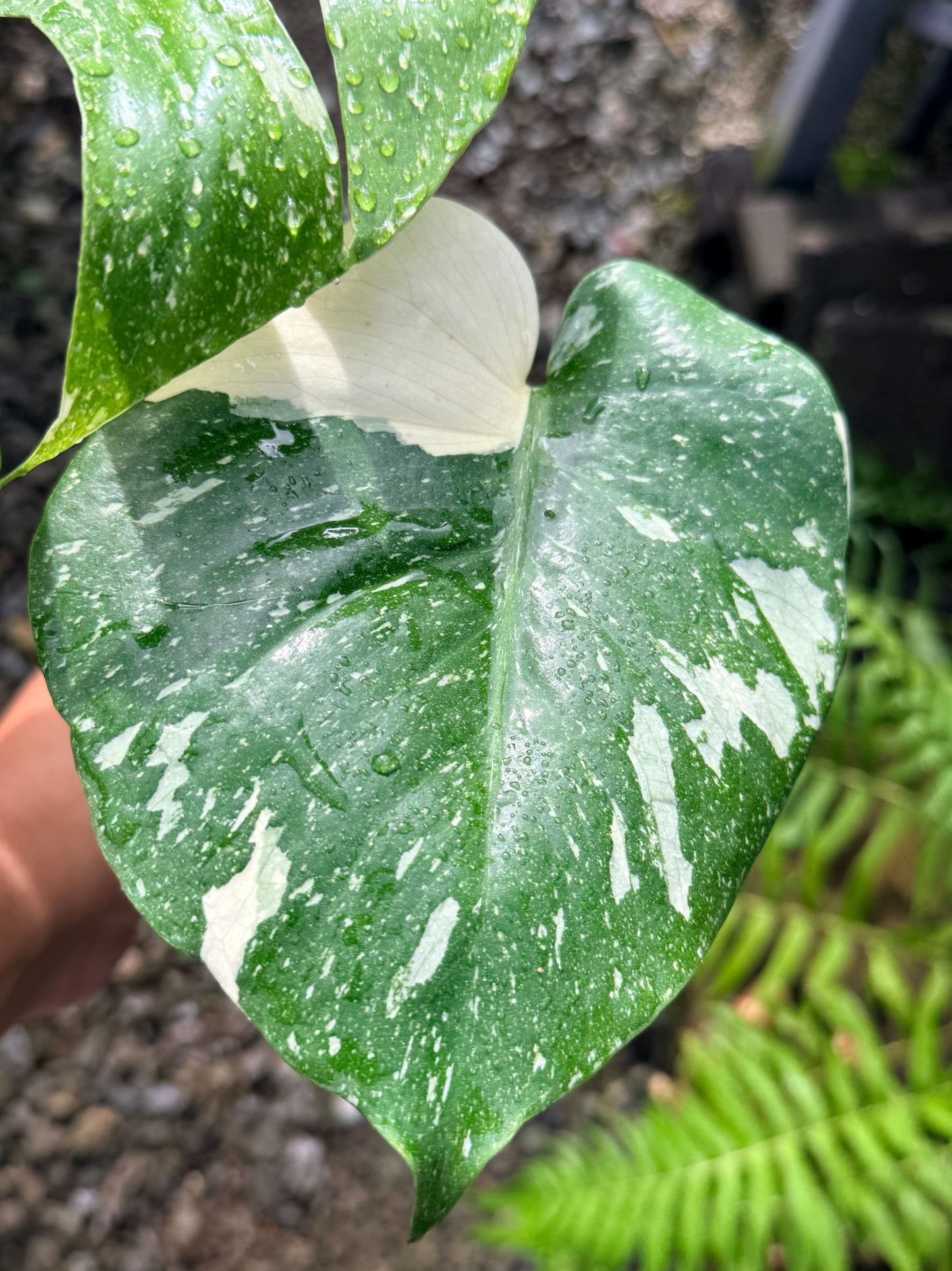 Monstera Thai Constellation - Great Variegation N35