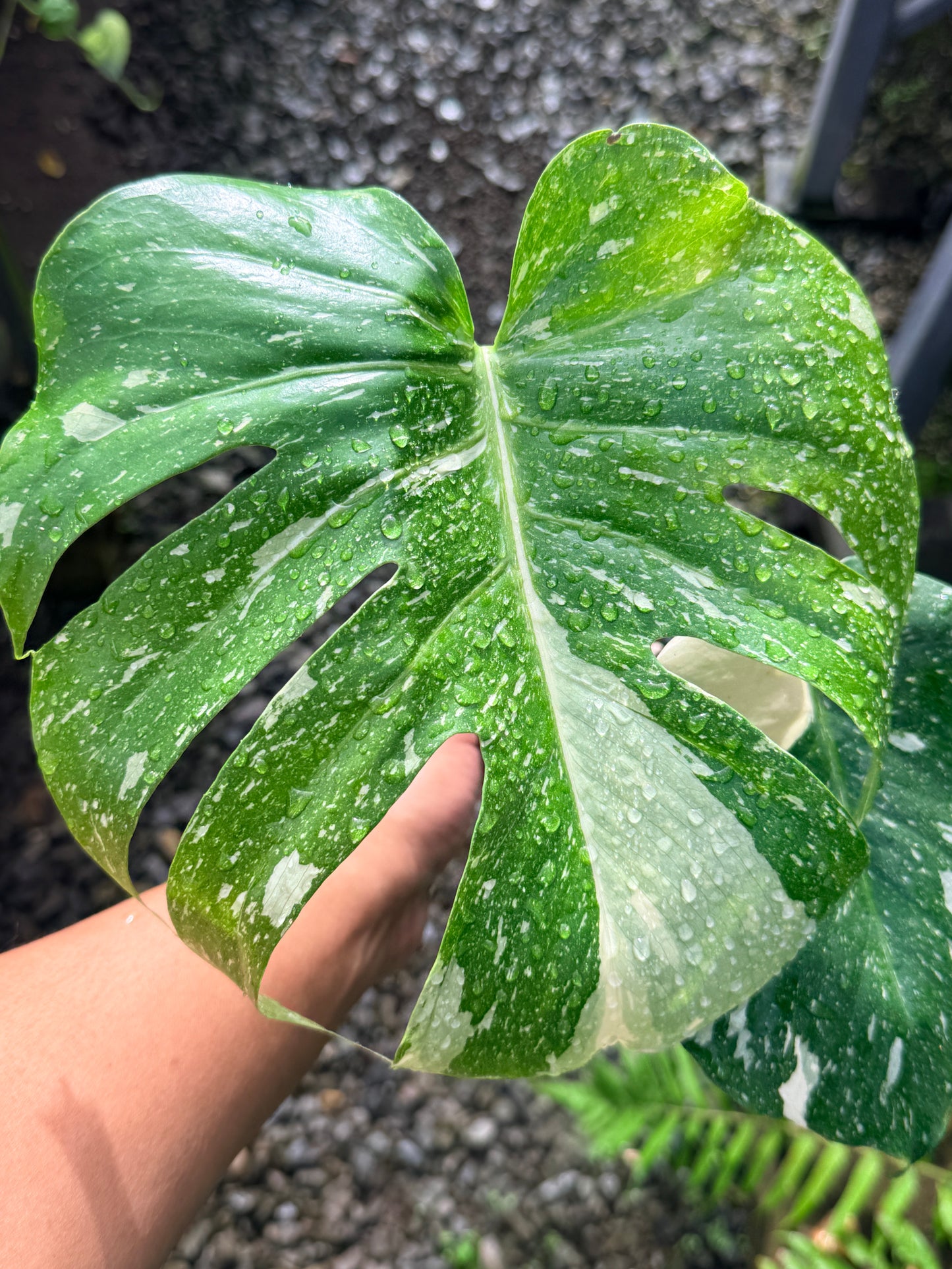 Monstera Thai Constellation - Great Variegation N35
