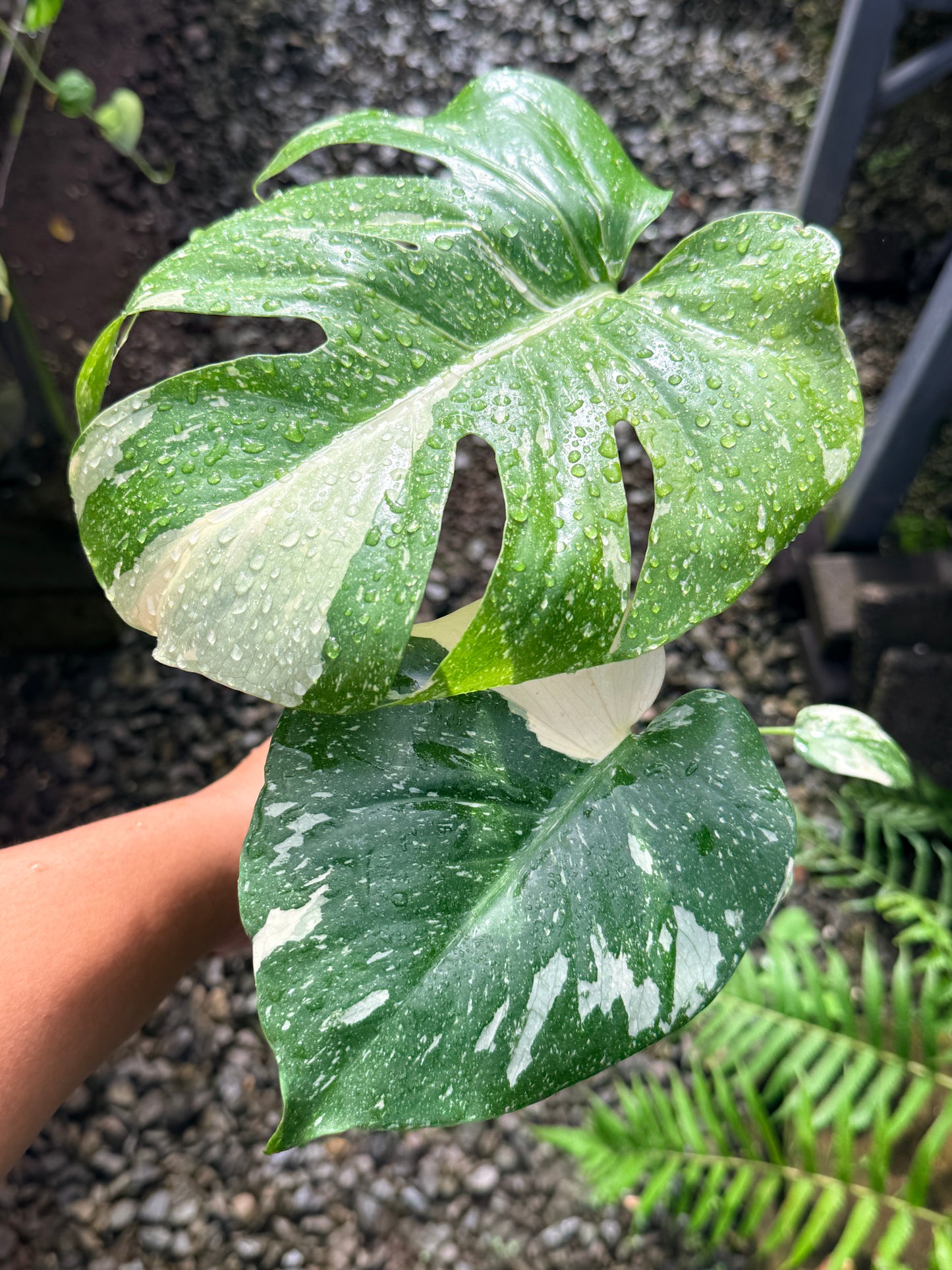 Monstera Thai Constellation - Great Variegation N35
