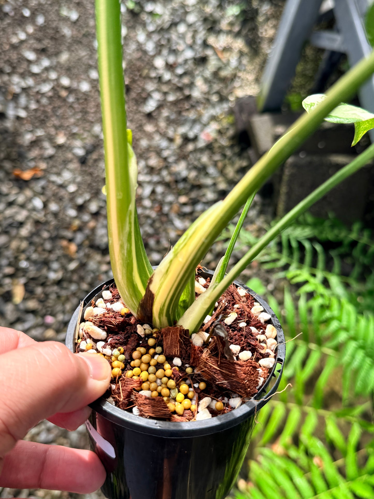 Monstera Thai Constellation - Great Variegation N35