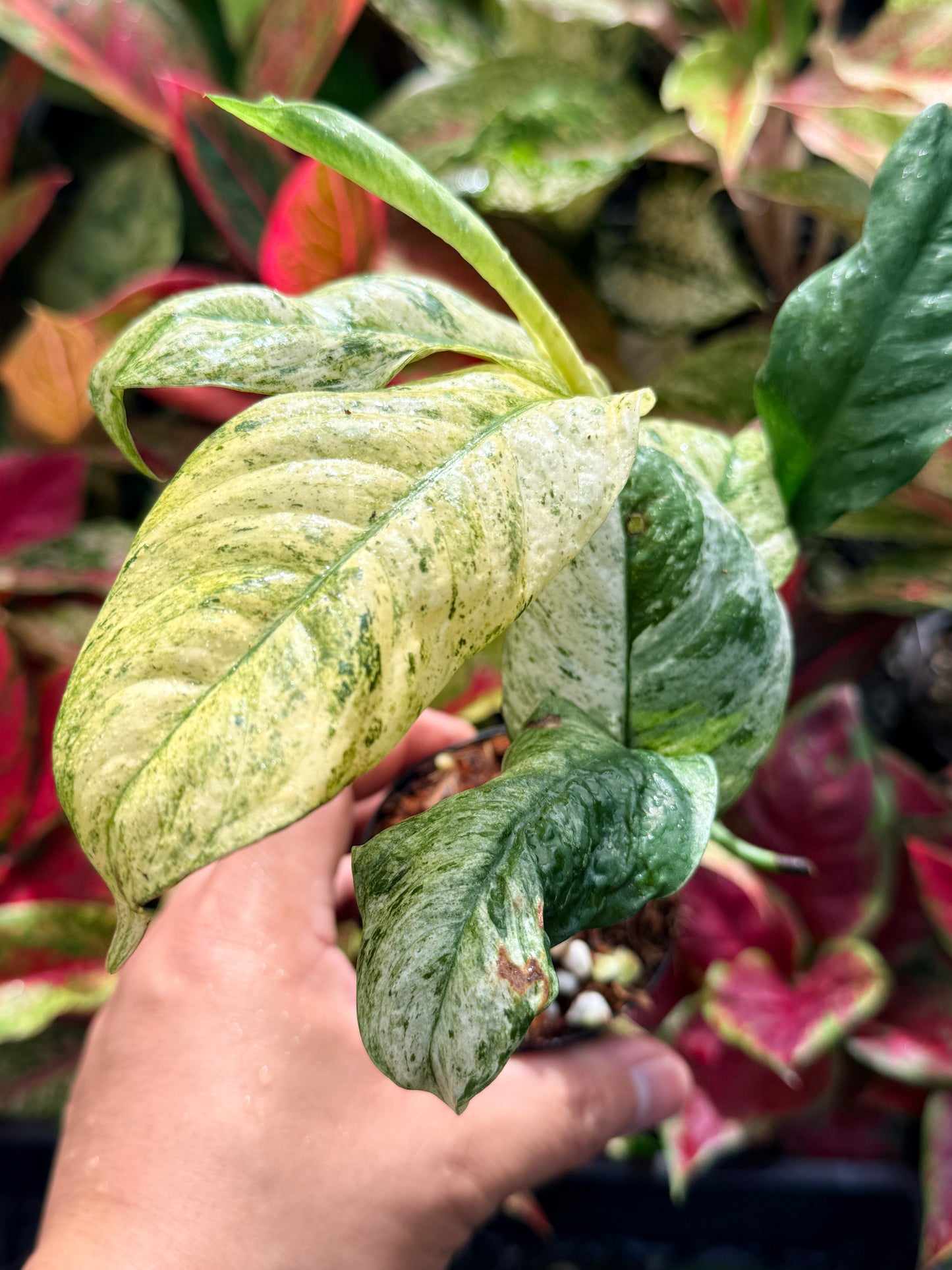 Rhaphidophora 'Puberula Variegated' N59