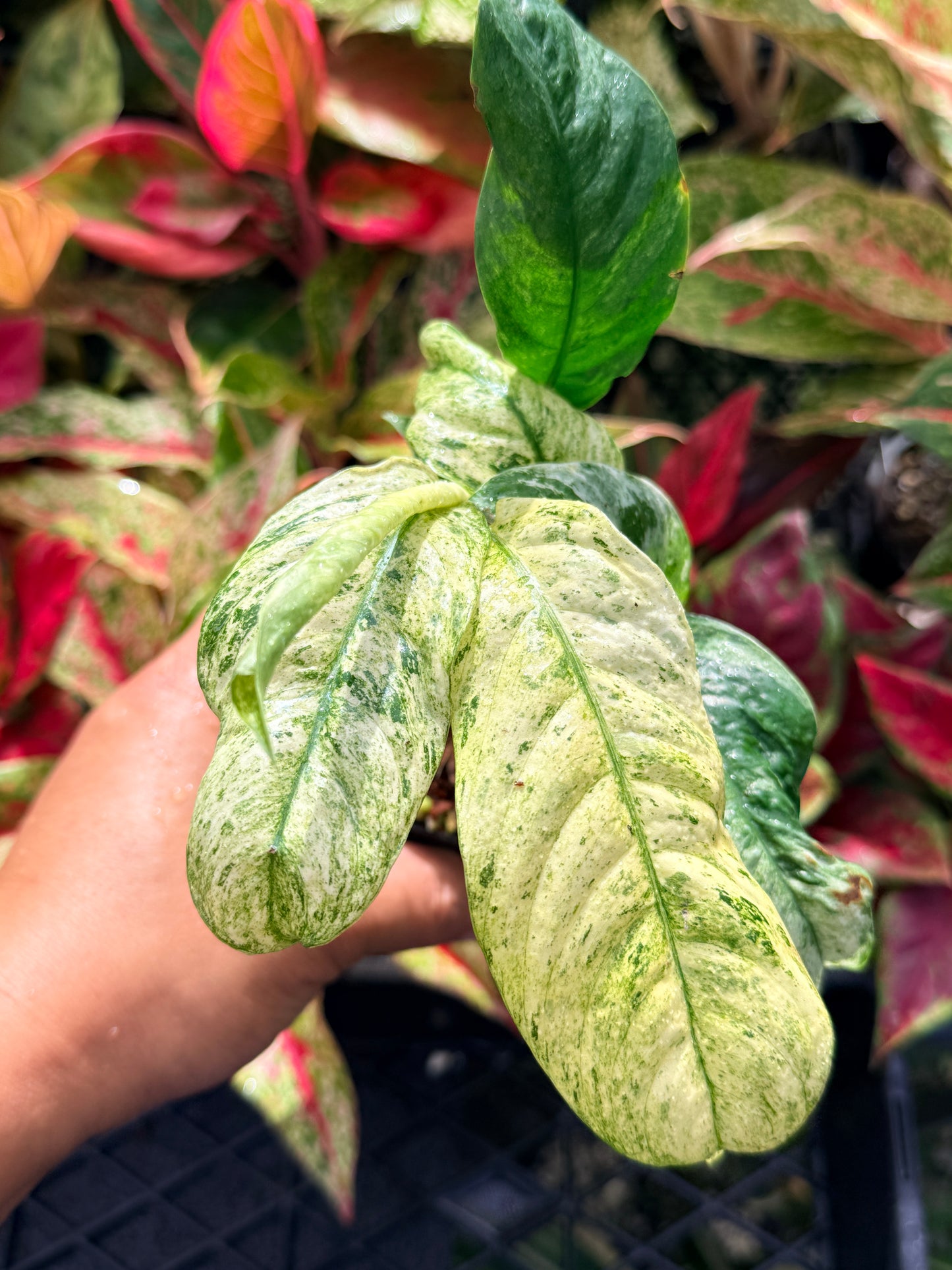Rhaphidophora 'Puberula Variegated' N59