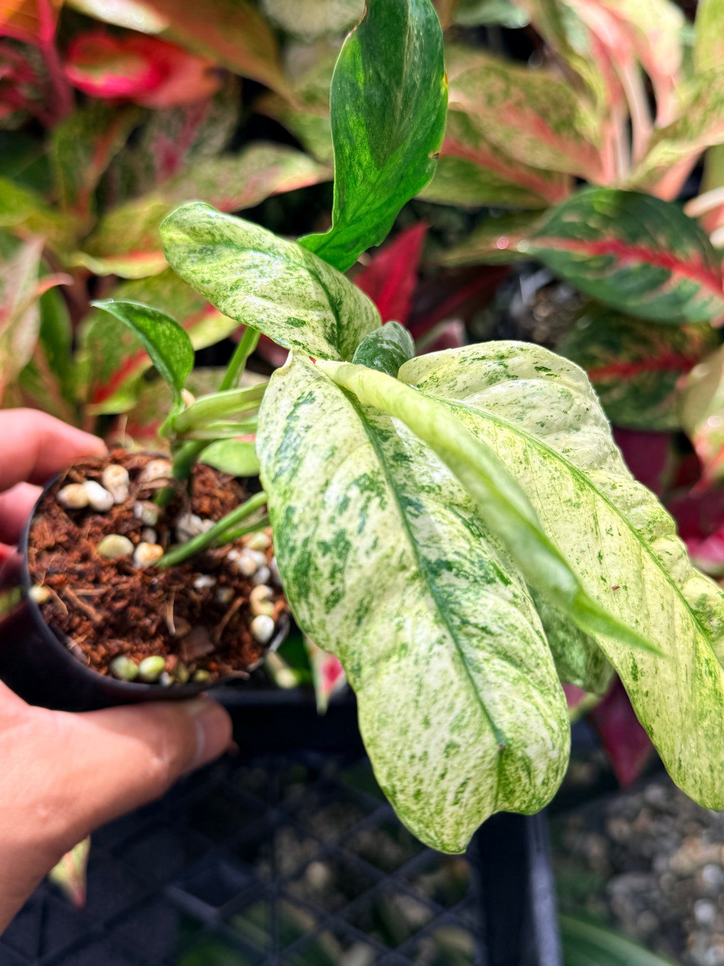 Rhaphidophora 'Puberula Variegated' N59