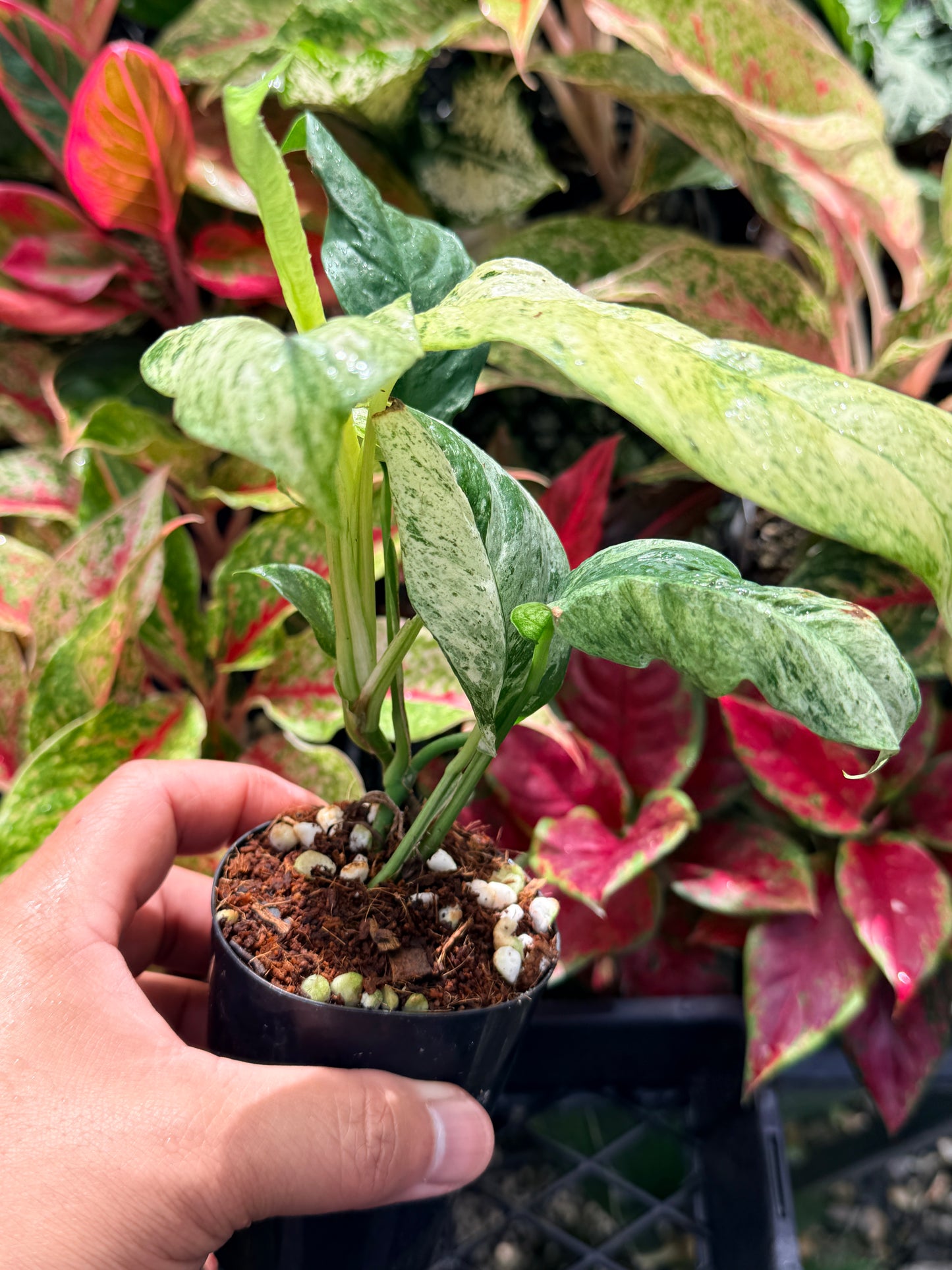 Rhaphidophora 'Puberula Variegated' N59