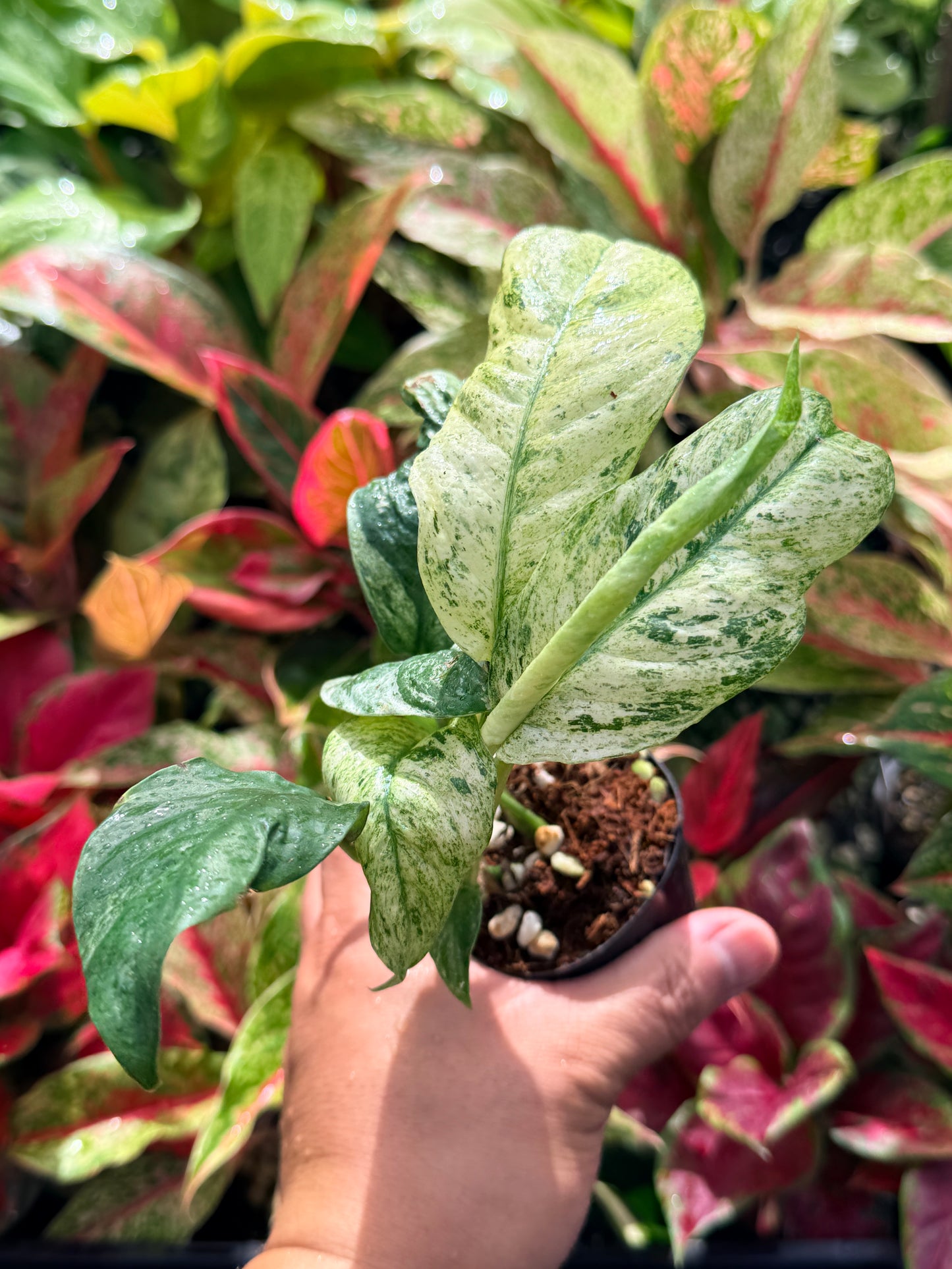 Rhaphidophora 'Puberula Variegated' N59