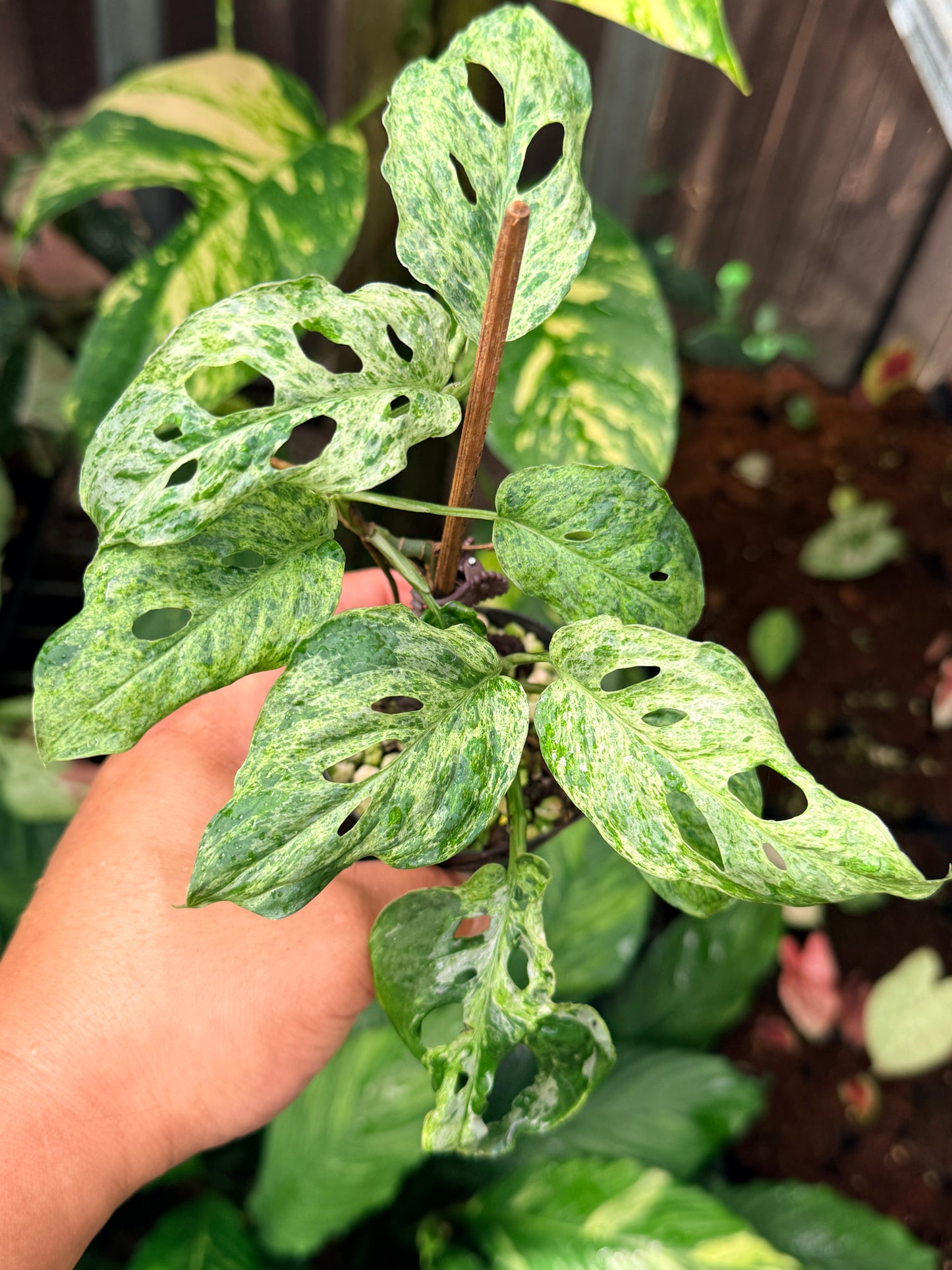 Monstera adansonii 'Mottled Mint' N58