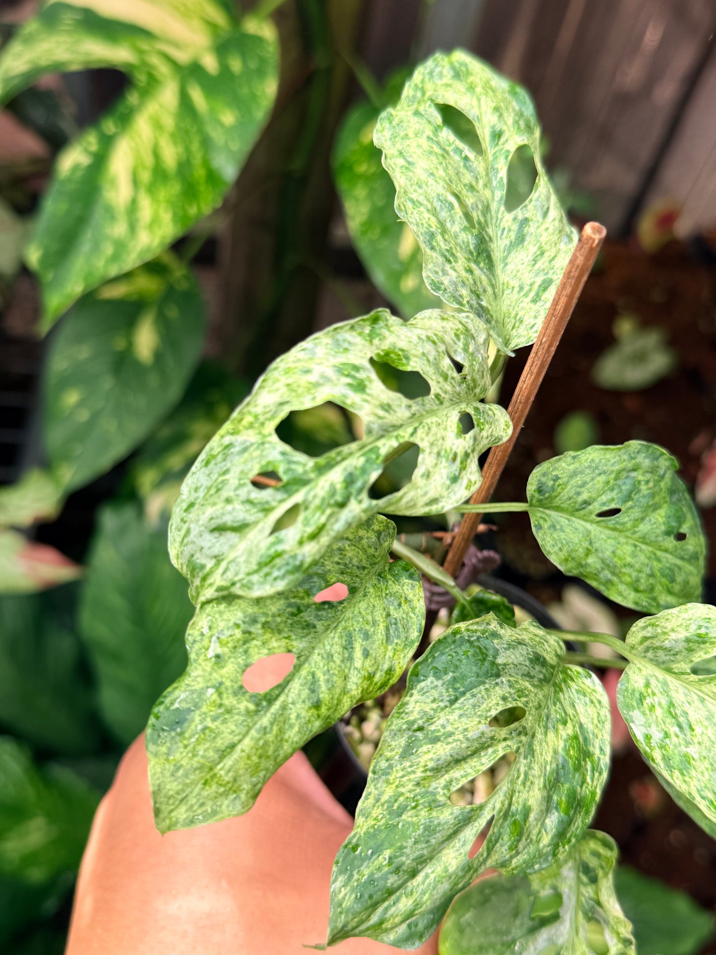 Monstera adansonii 'Mottled Mint' N58