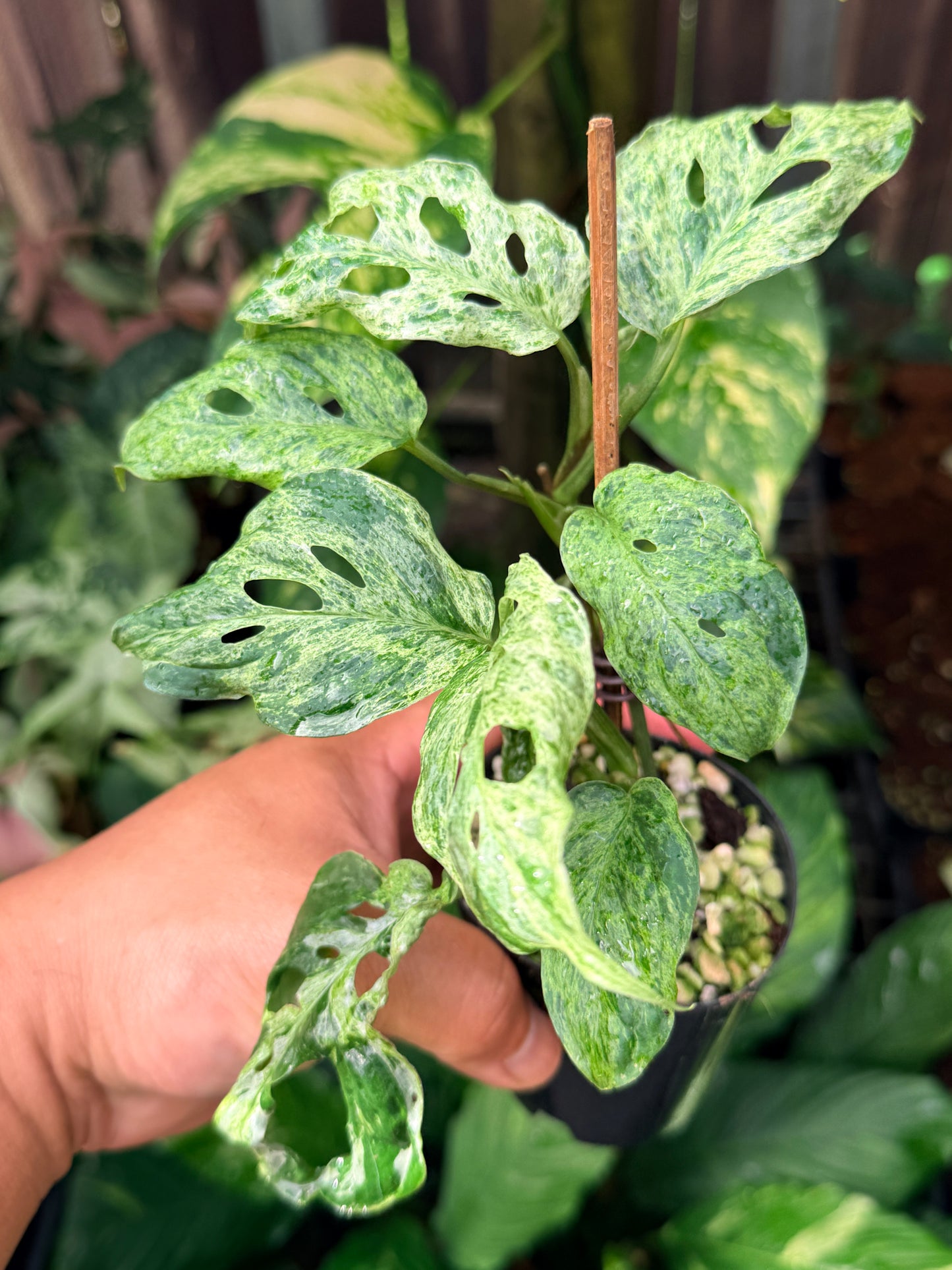 Monstera adansonii 'Mottled Mint' N58