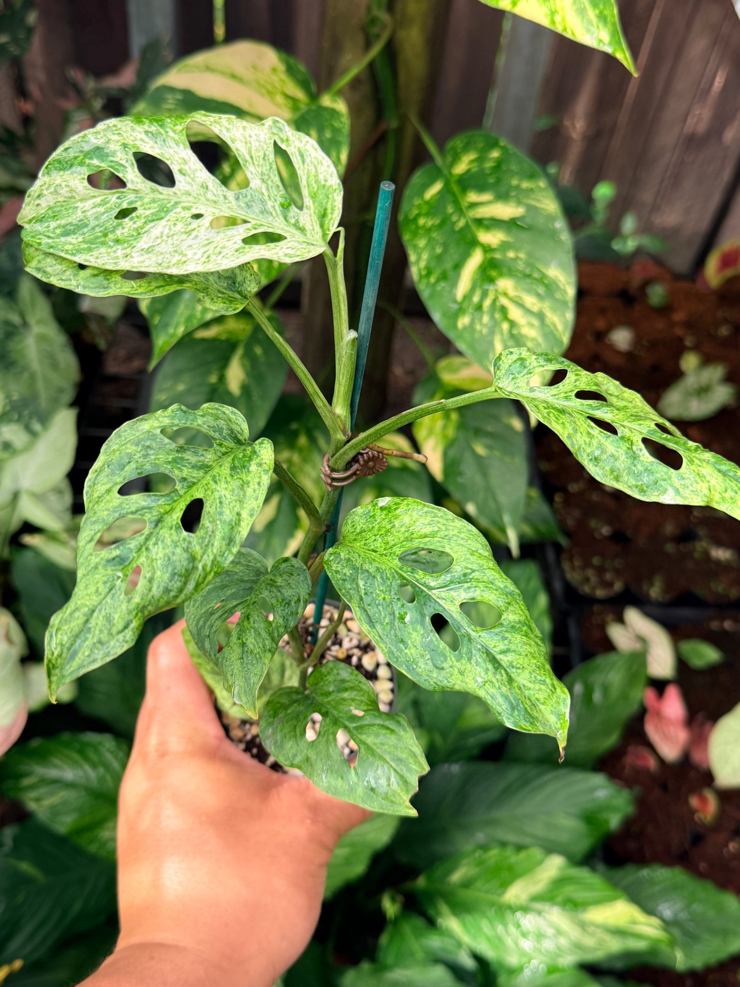 Monstera adansonii 'Mottled Mint' N56