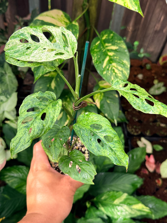 Monstera adansonii 'Mottled Mint' N56