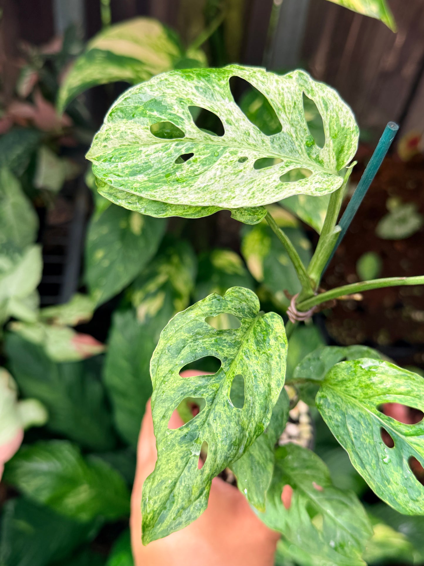 Monstera adansonii 'Mottled Mint' N56