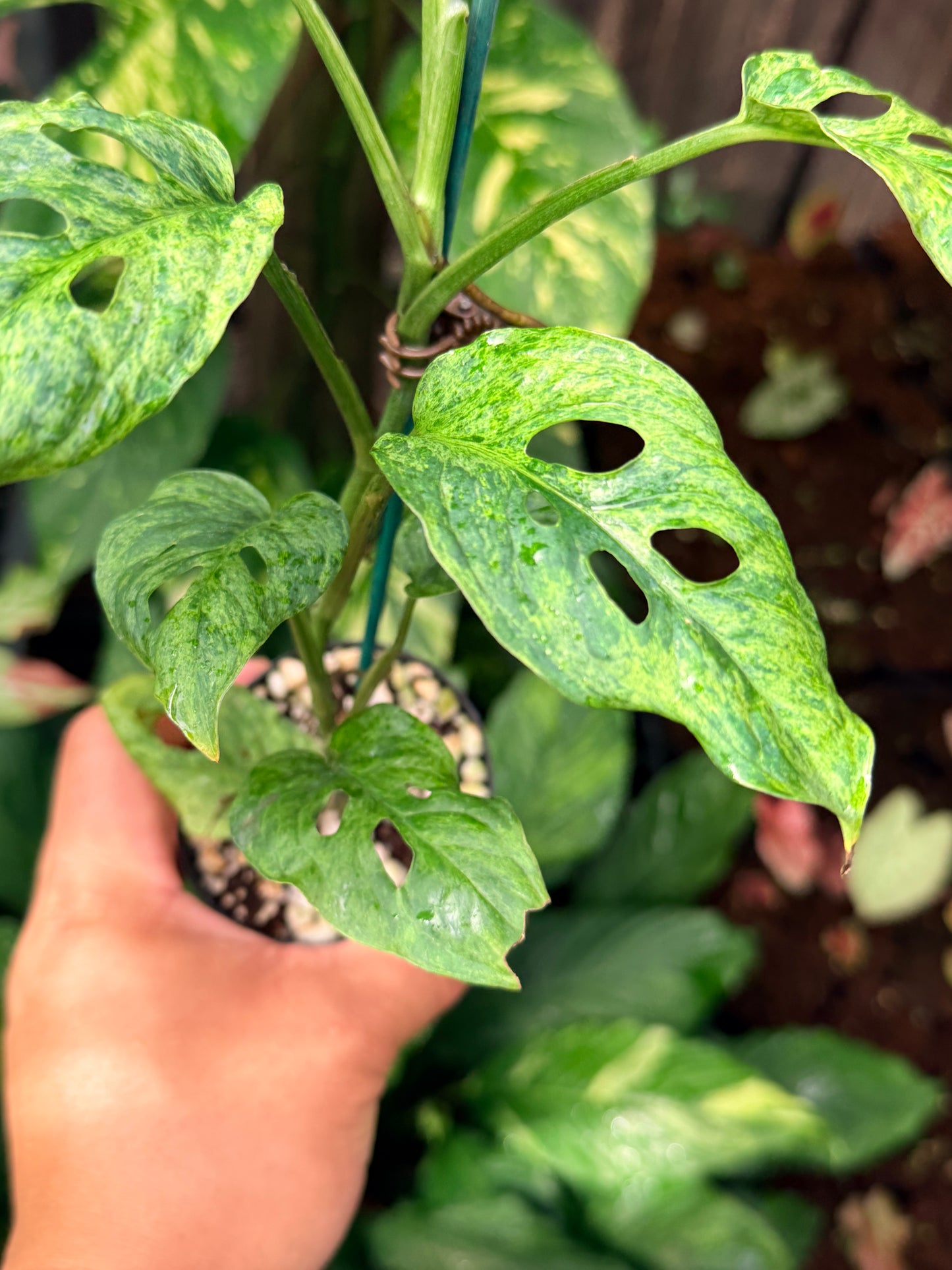 Monstera adansonii 'Mottled Mint' N56