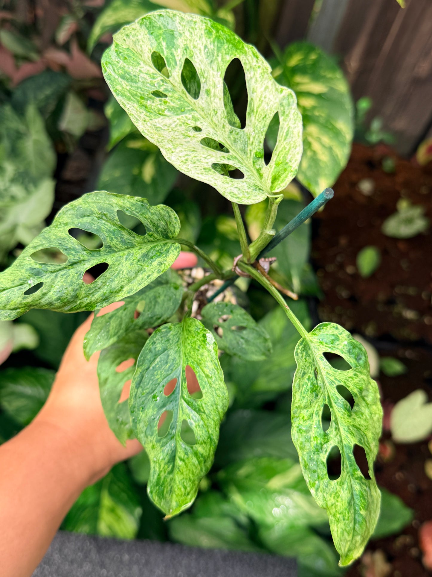 Monstera adansonii 'Mottled Mint' N56