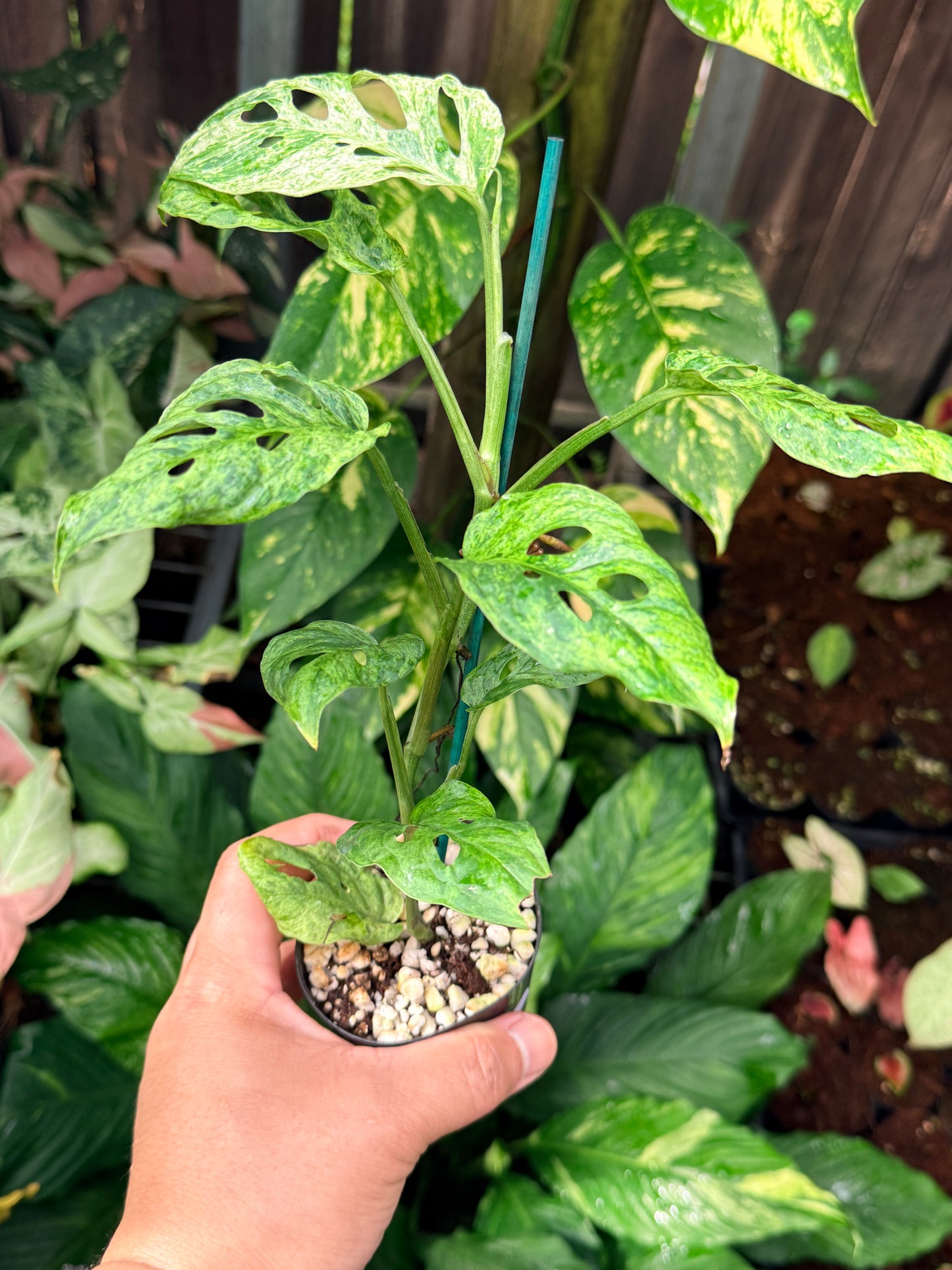 Monstera adansonii 'Mottled Mint' N56