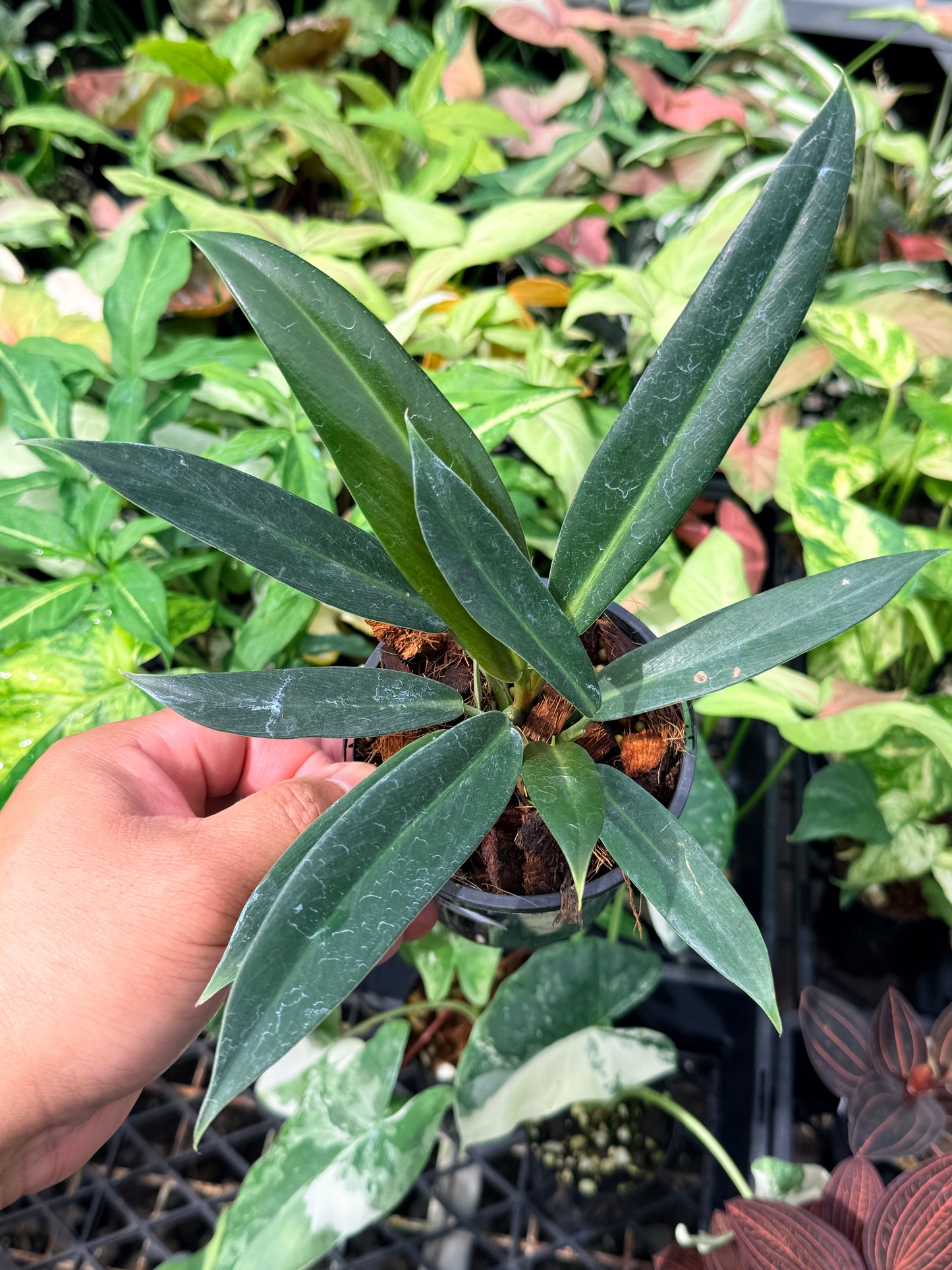 Philodendron linnaei N68