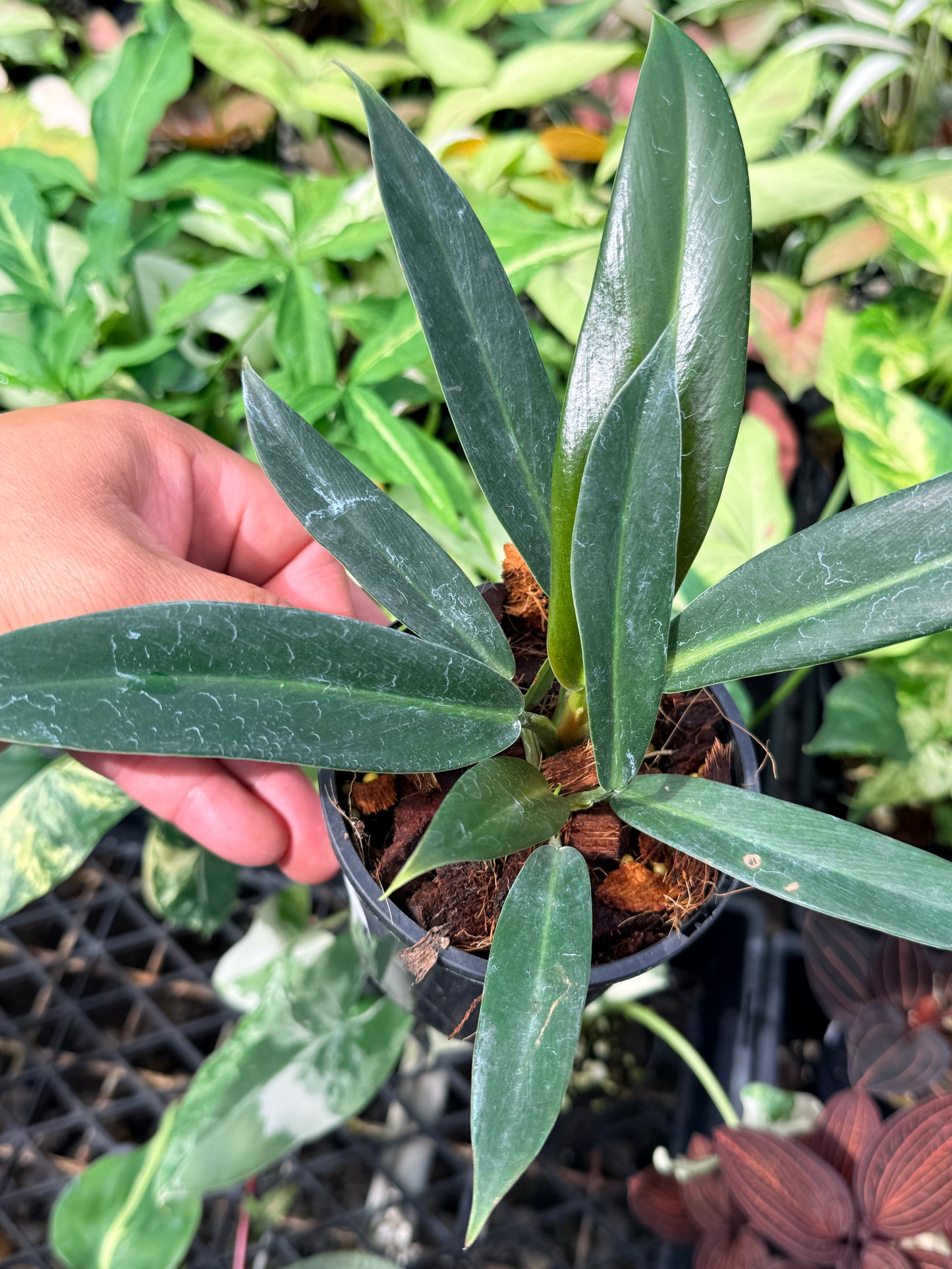 Philodendron linnaei N68