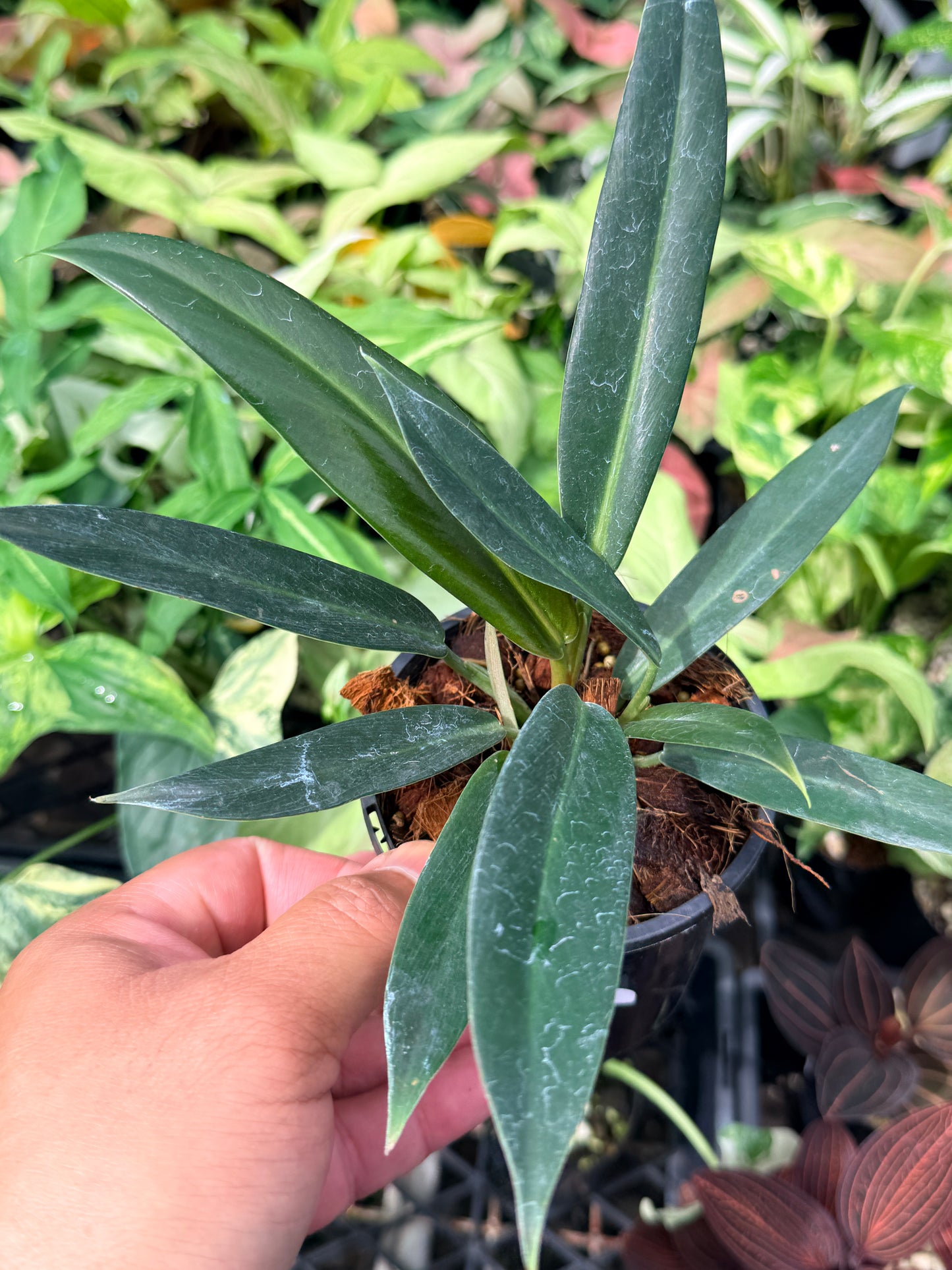 Philodendron linnaei N68