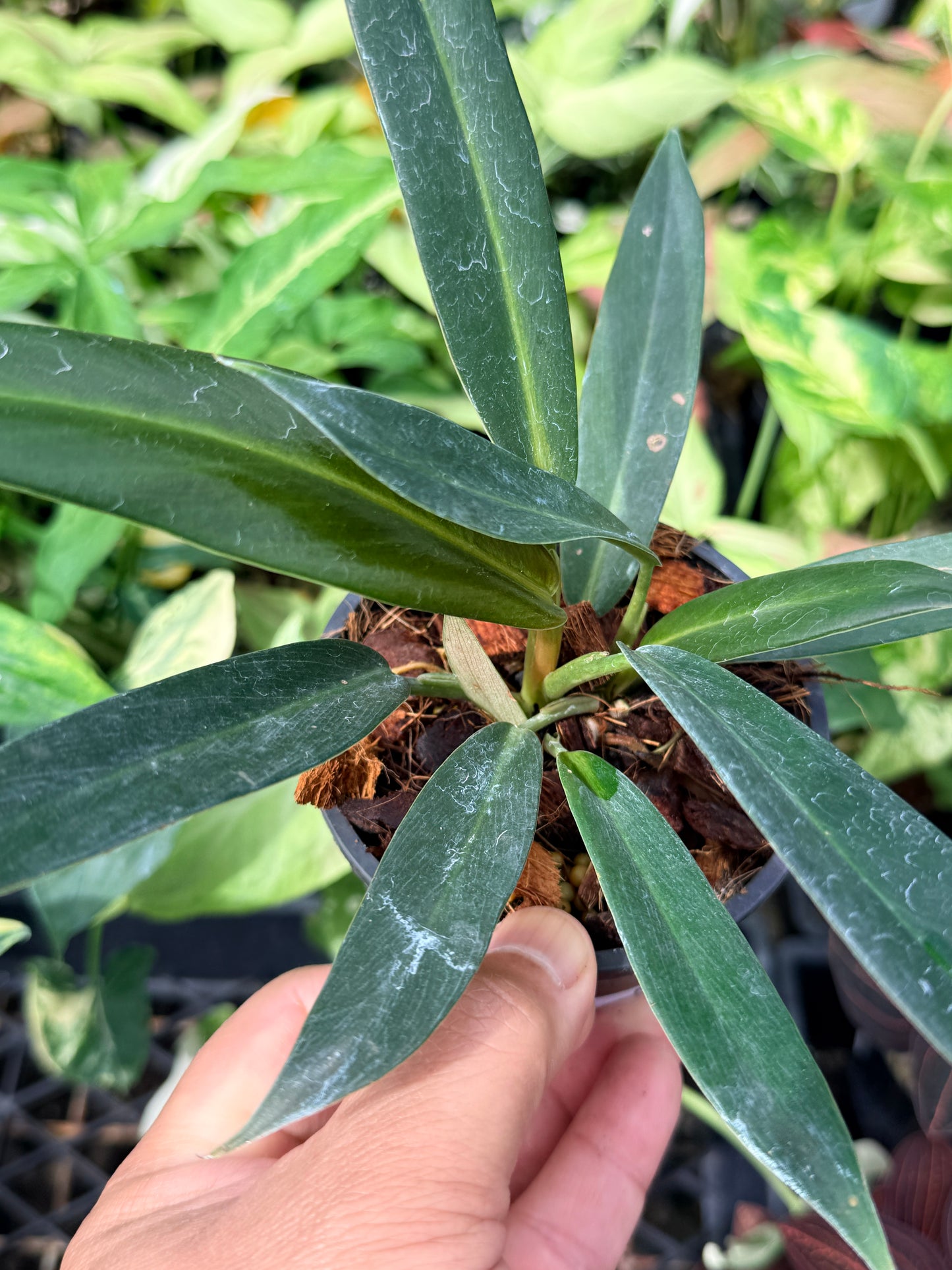 Philodendron linnaei N68