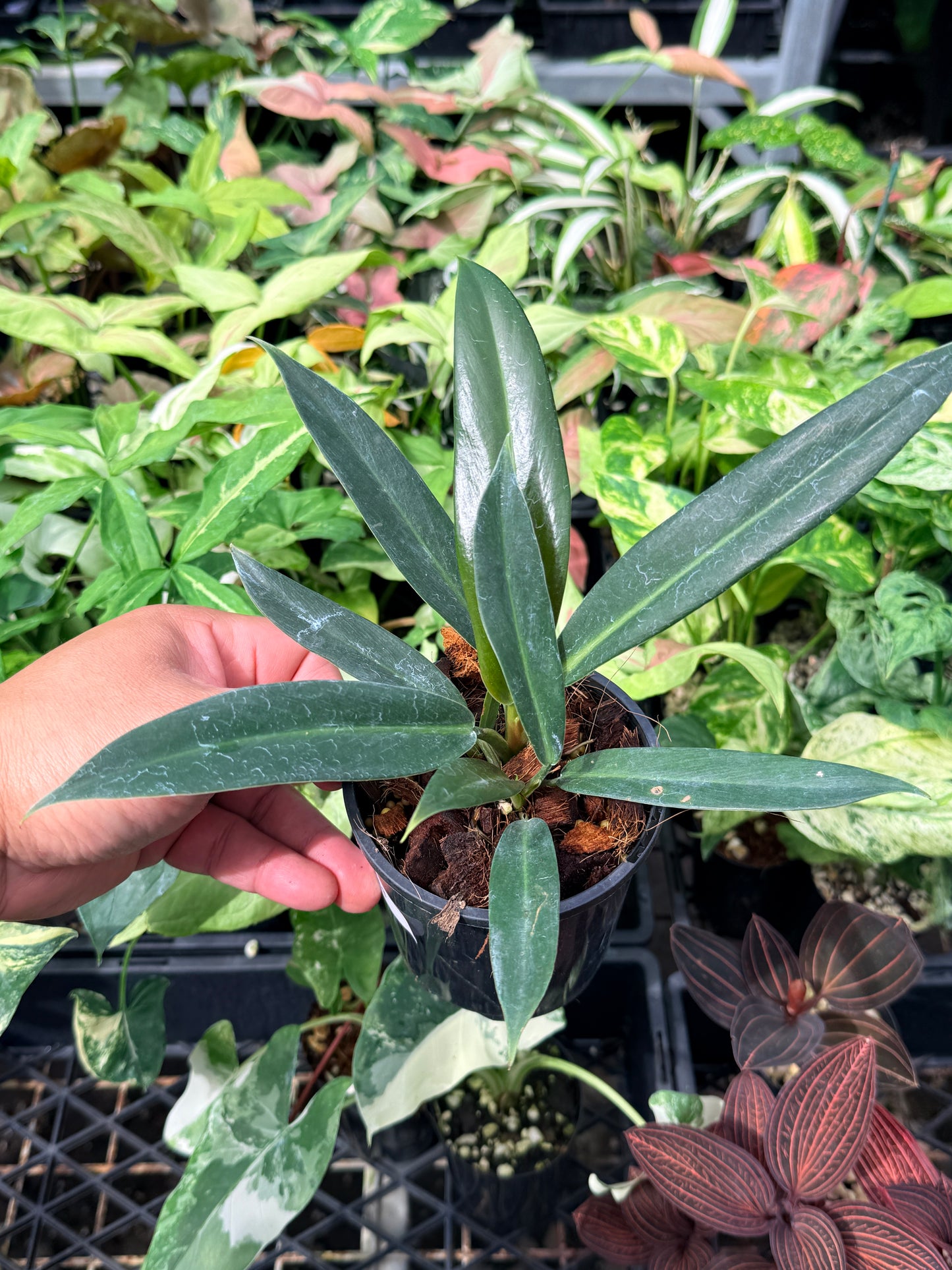Philodendron linnaei N68