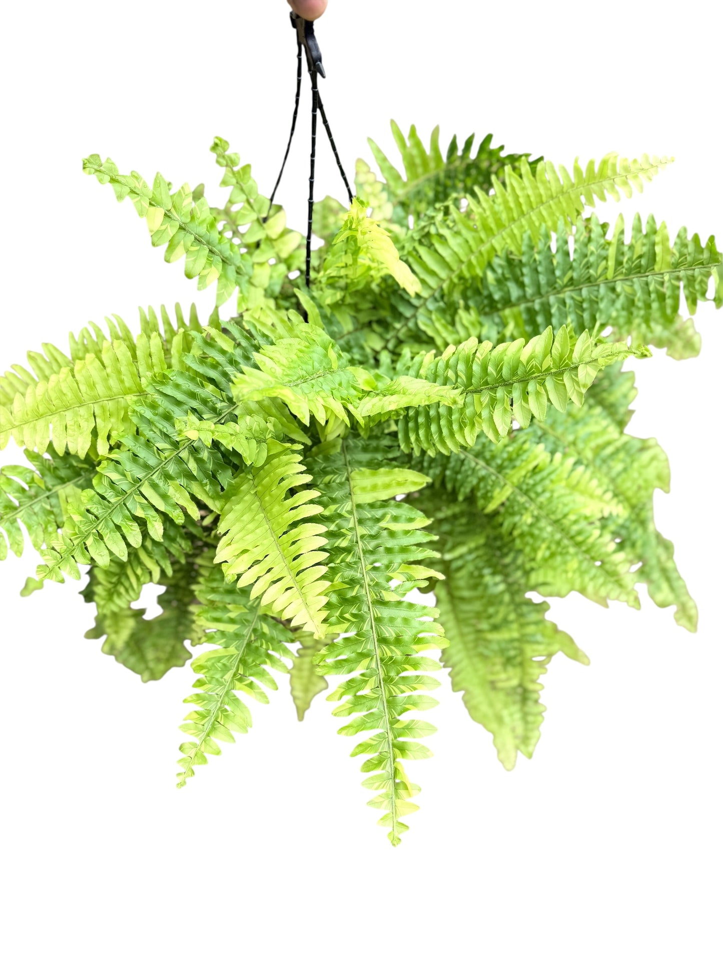 Nephrolepis exaltata 'Variegated Tiger Fern' - Best Pick of the Crop!