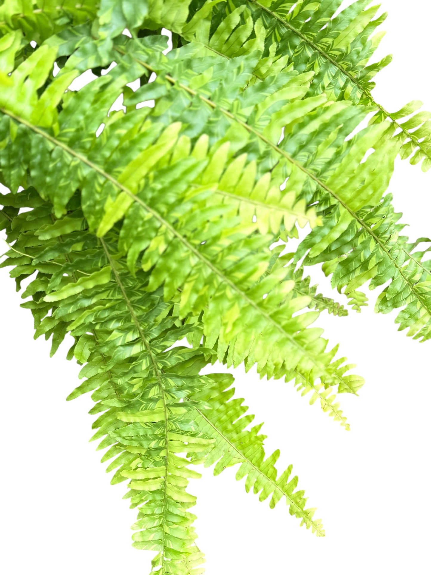 Nephrolepis exaltata 'Variegated Tiger Fern' - Best Pick of the Crop!