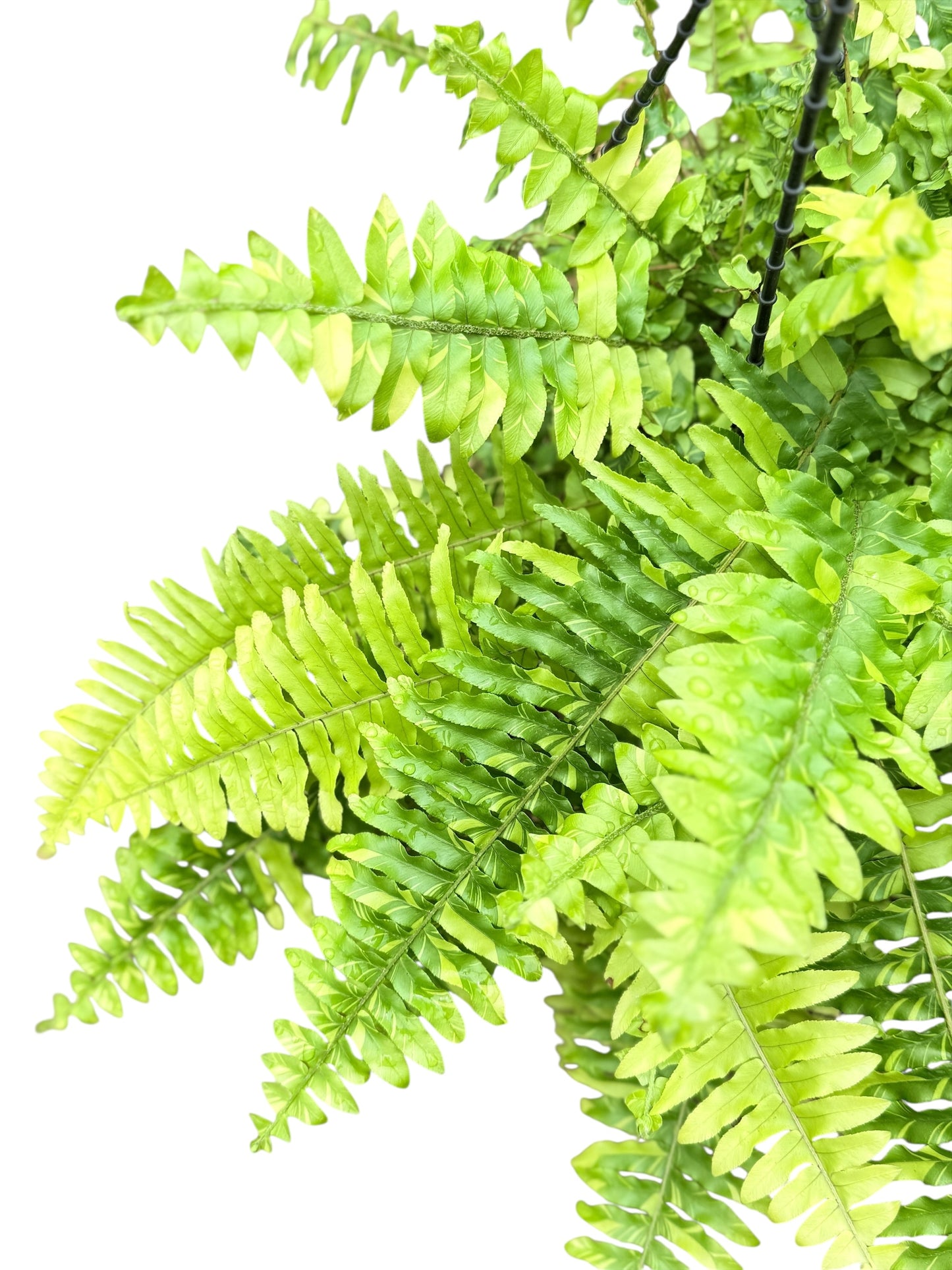 Nephrolepis exaltata 'Variegated Tiger Fern' - Best Pick of the Crop!