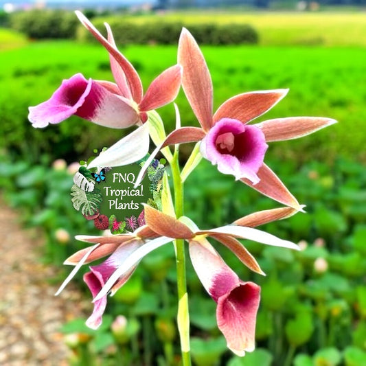 Phaius australis - Giant Swamp Orchid