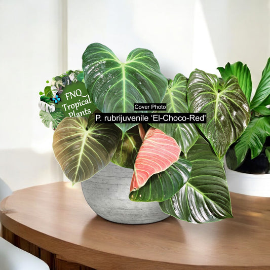 Philodendron El Choco Red M25