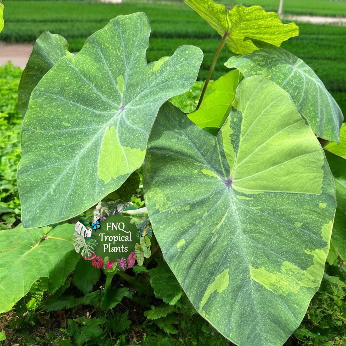 Colocasia Lemon Lime Gecko