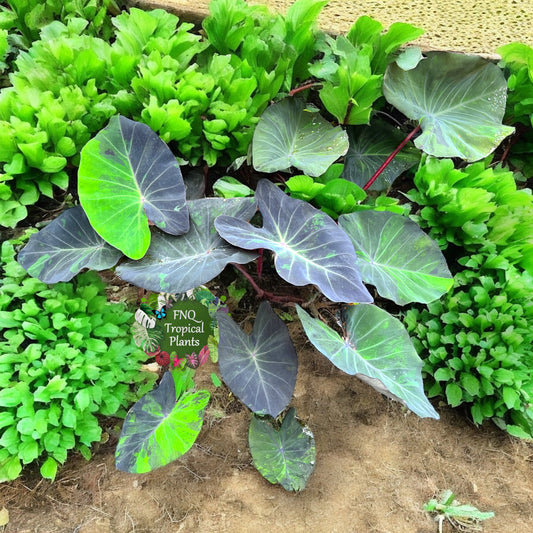 Colocasia Black Marble