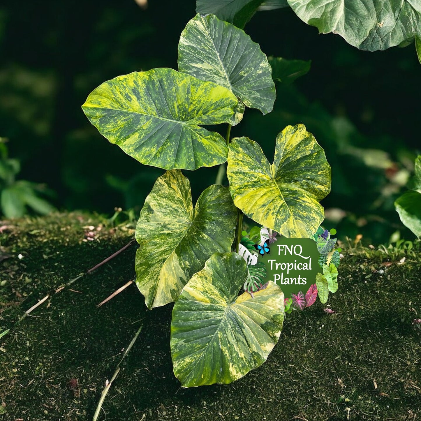 Alocasia 'Gageana Aurea' J39