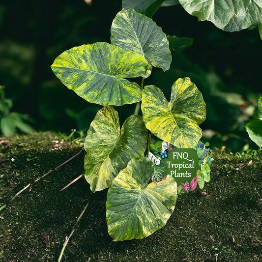 Alocasia 'Gageana Aurea' J39