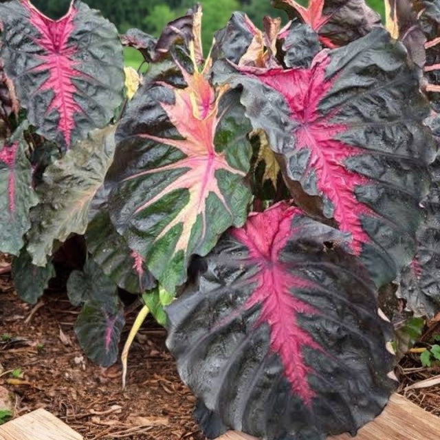 Colocasia Cherry Ripe N63 - Large