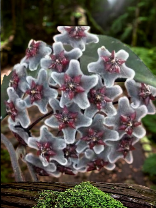 Hoya pubicaly x Chinese Black C35