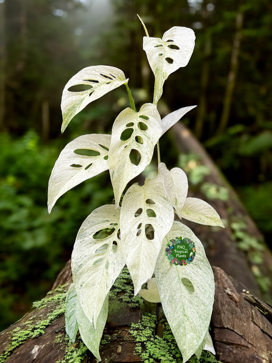 Monstera laniata Mint Variegated - Best Pick of the Crop!